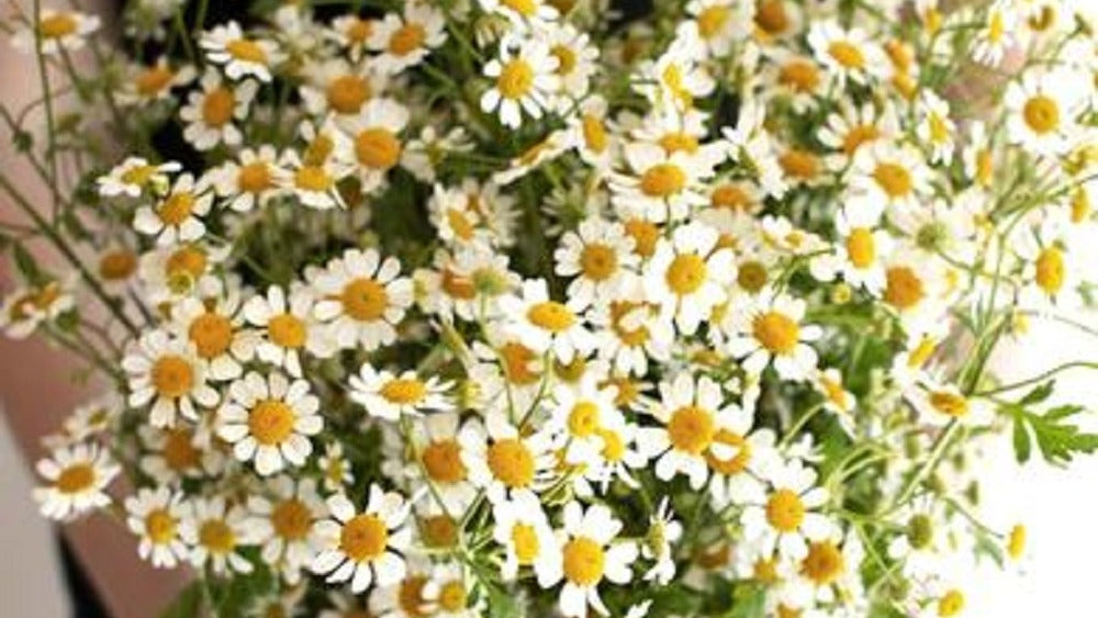 Mini Daisies