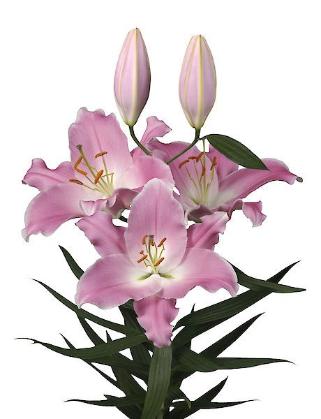 Pink Lillies