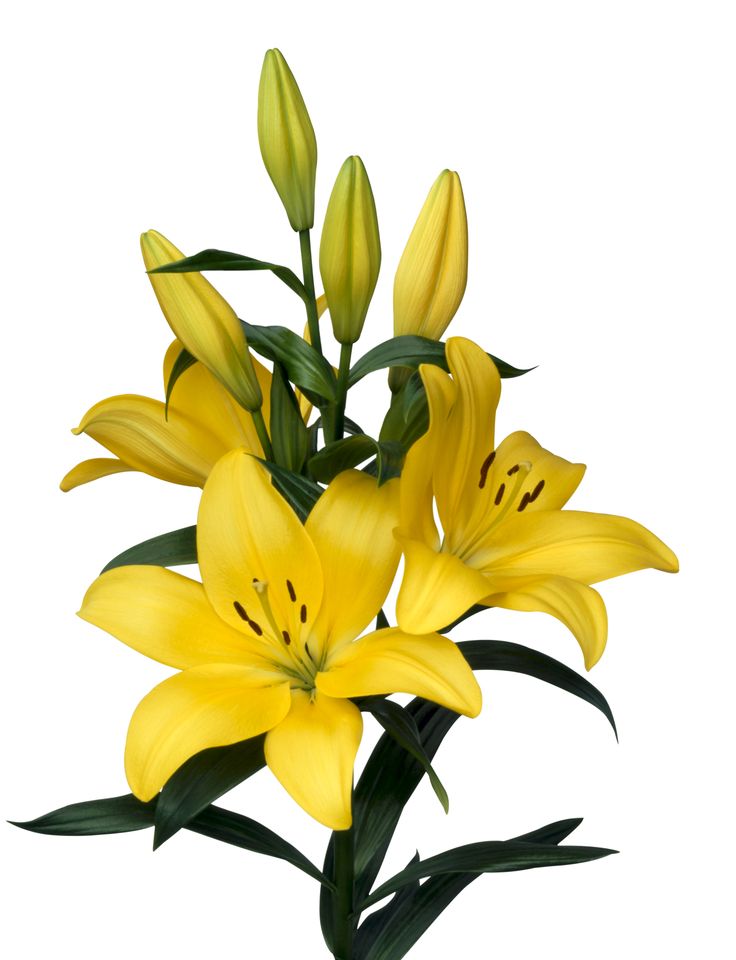 yellow Lillies