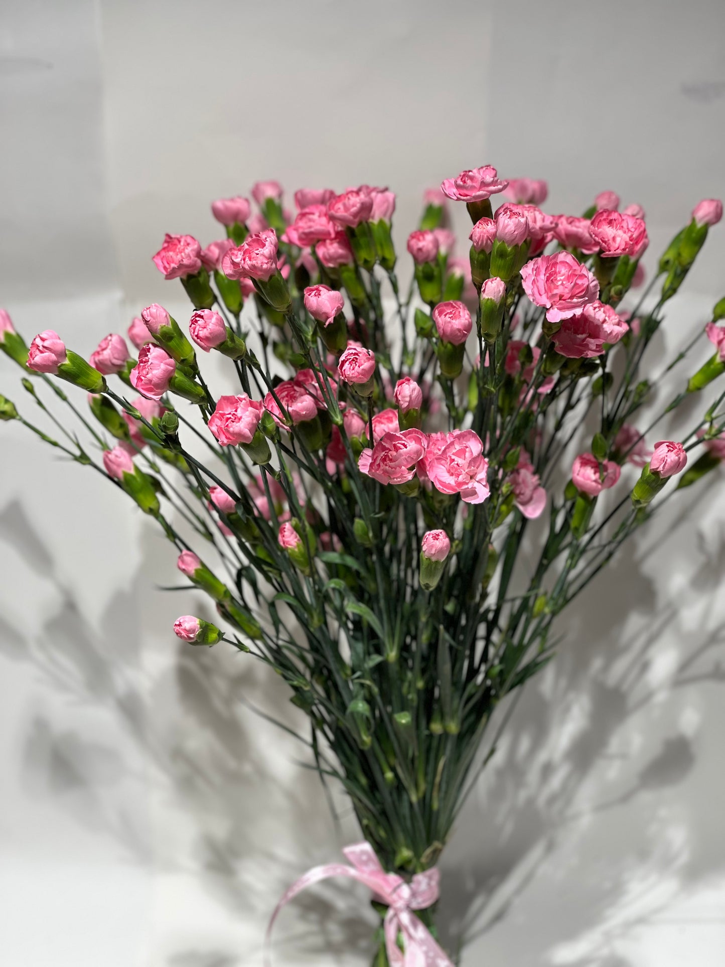 Pink spray carnations
