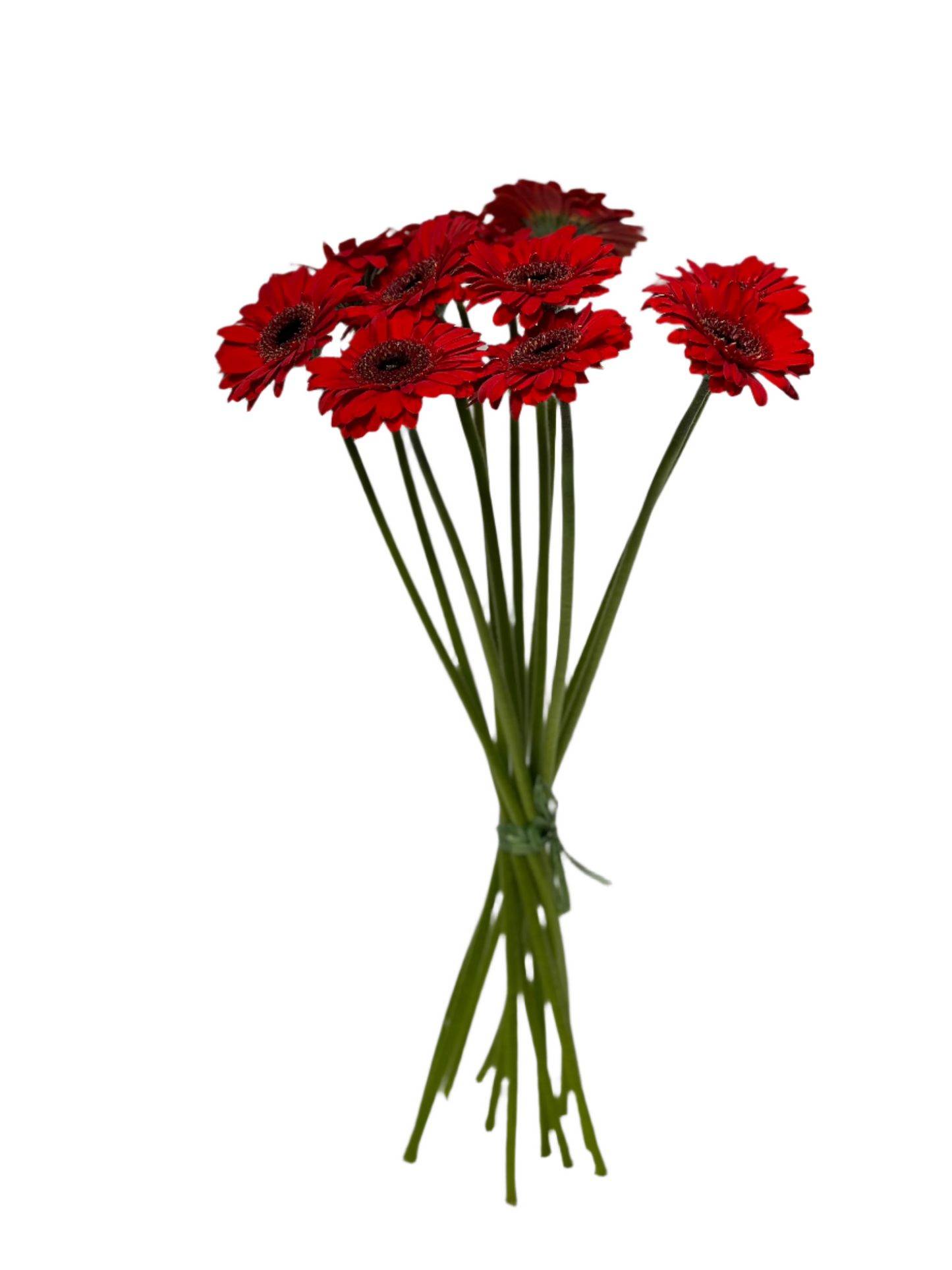Sarkanās mazās gerberas