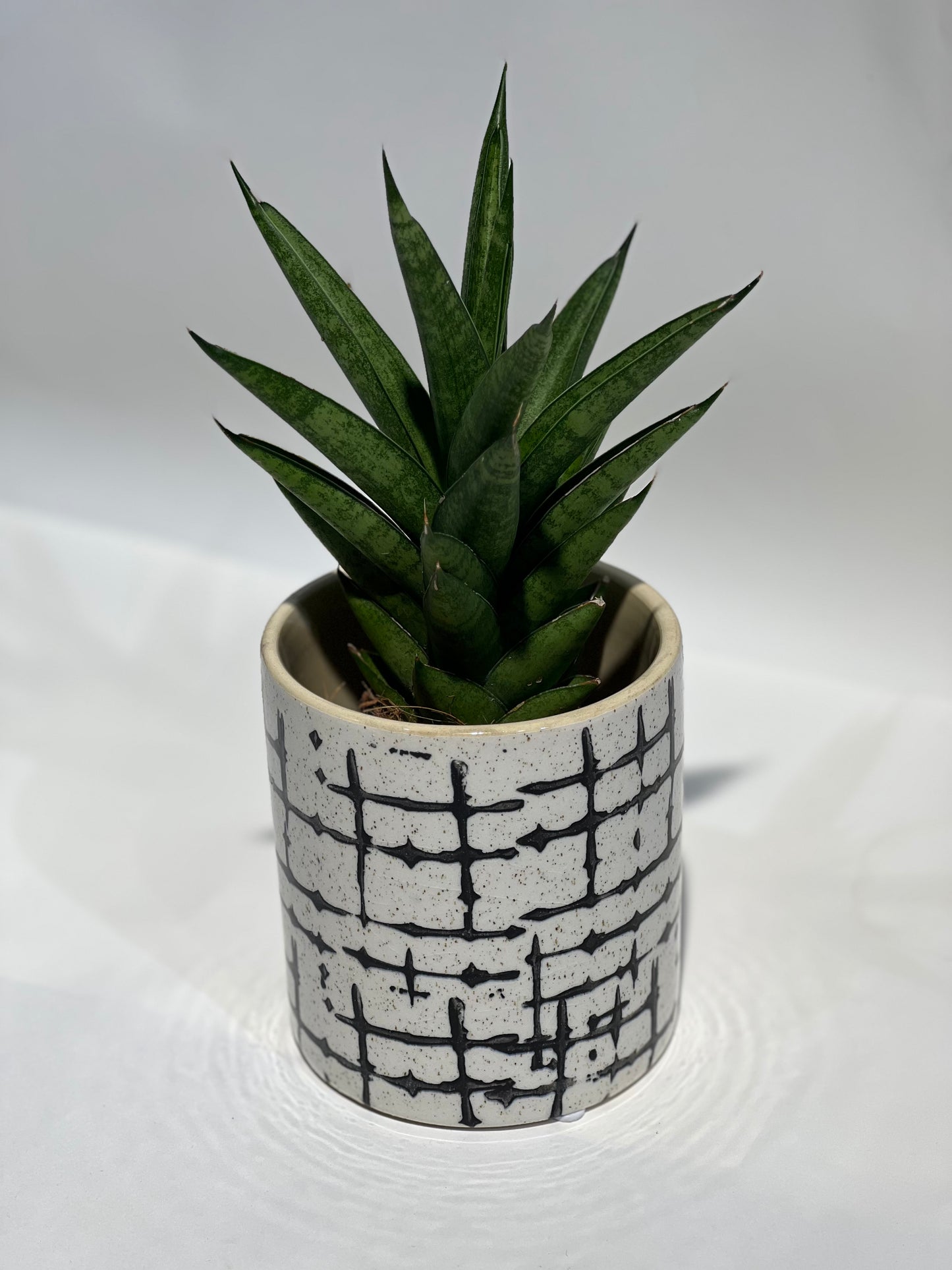 Sansevieria cylindrica dekoratīvā podā (Līdakas aste)