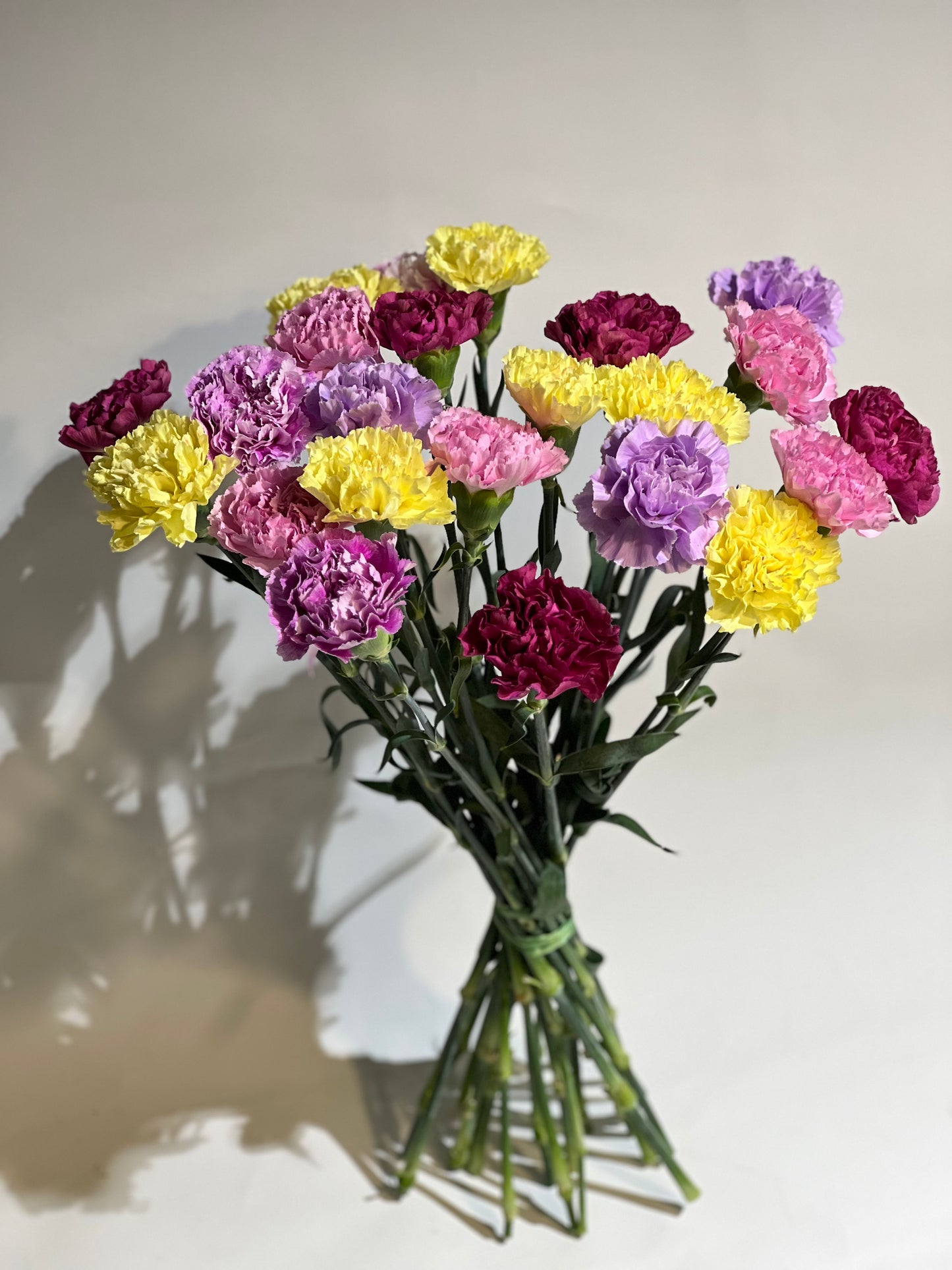 Mixed colour carnations