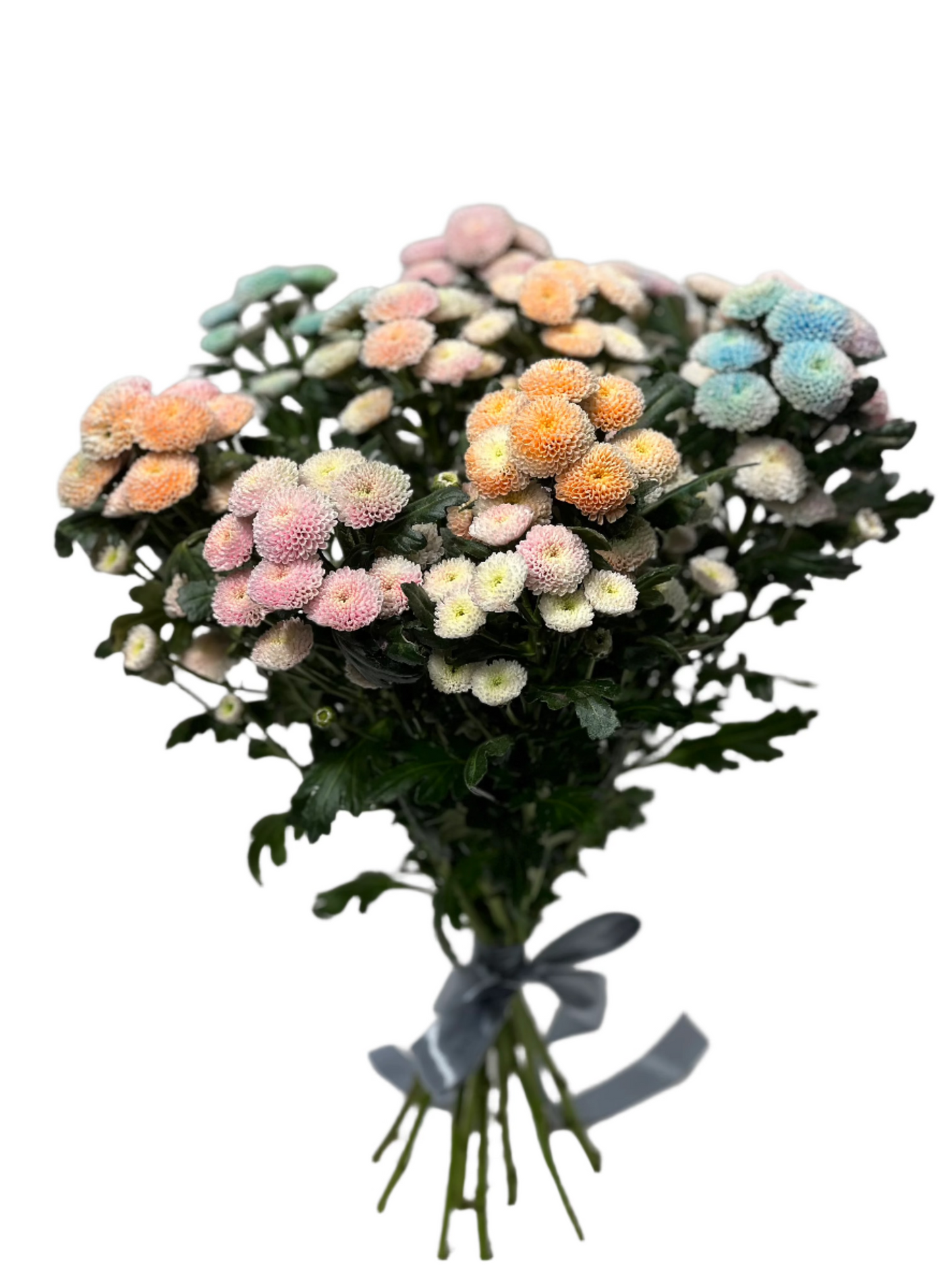 Chrisantemums santini pastel mix