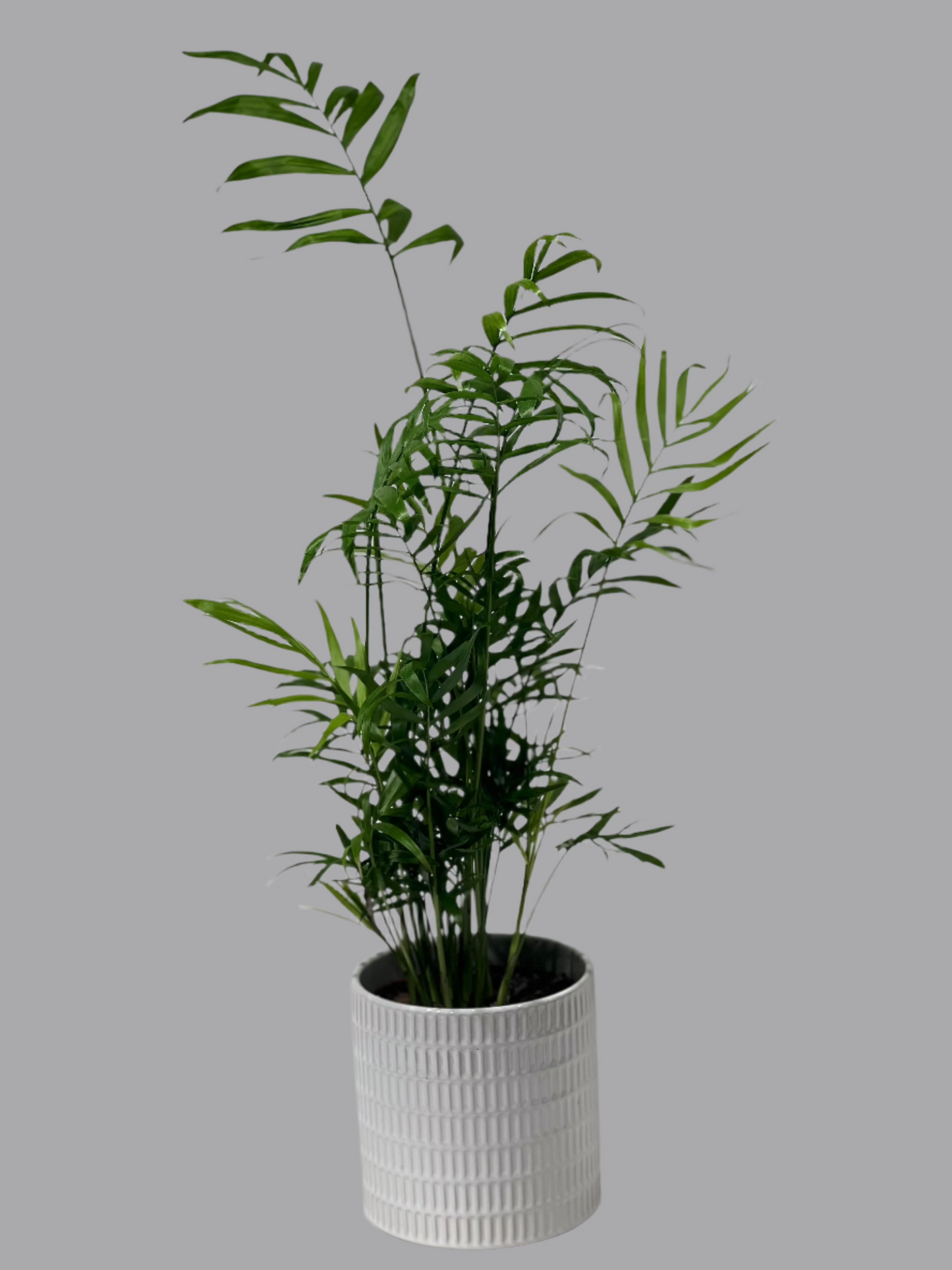 CHAMAEDOREA PALMA in decorative pot