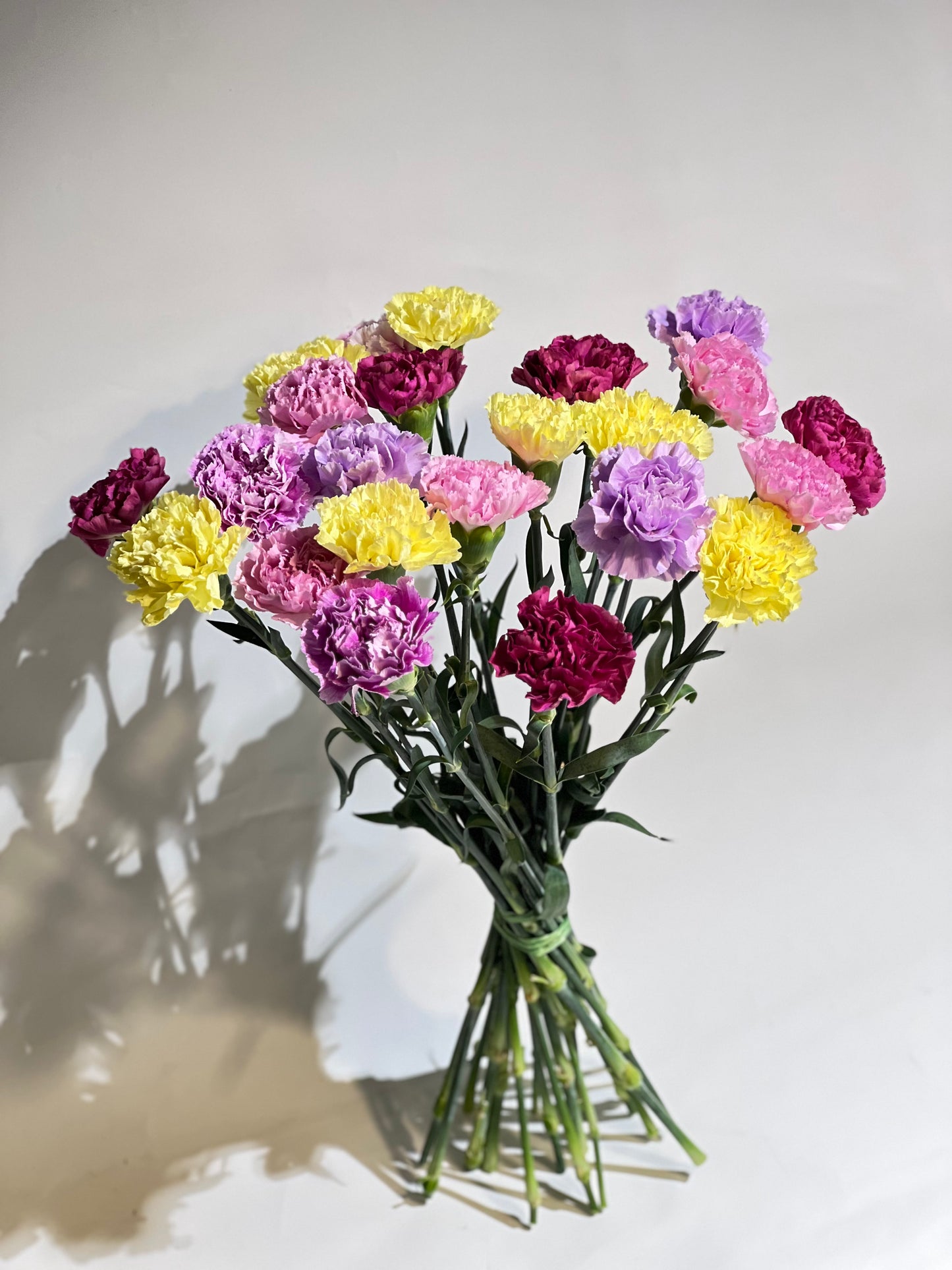 Mixed colour carnations