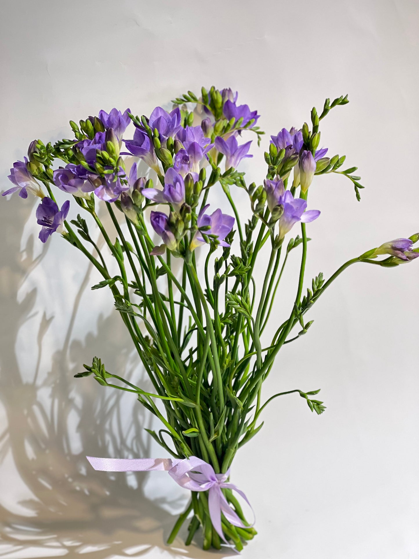 Purple freesia