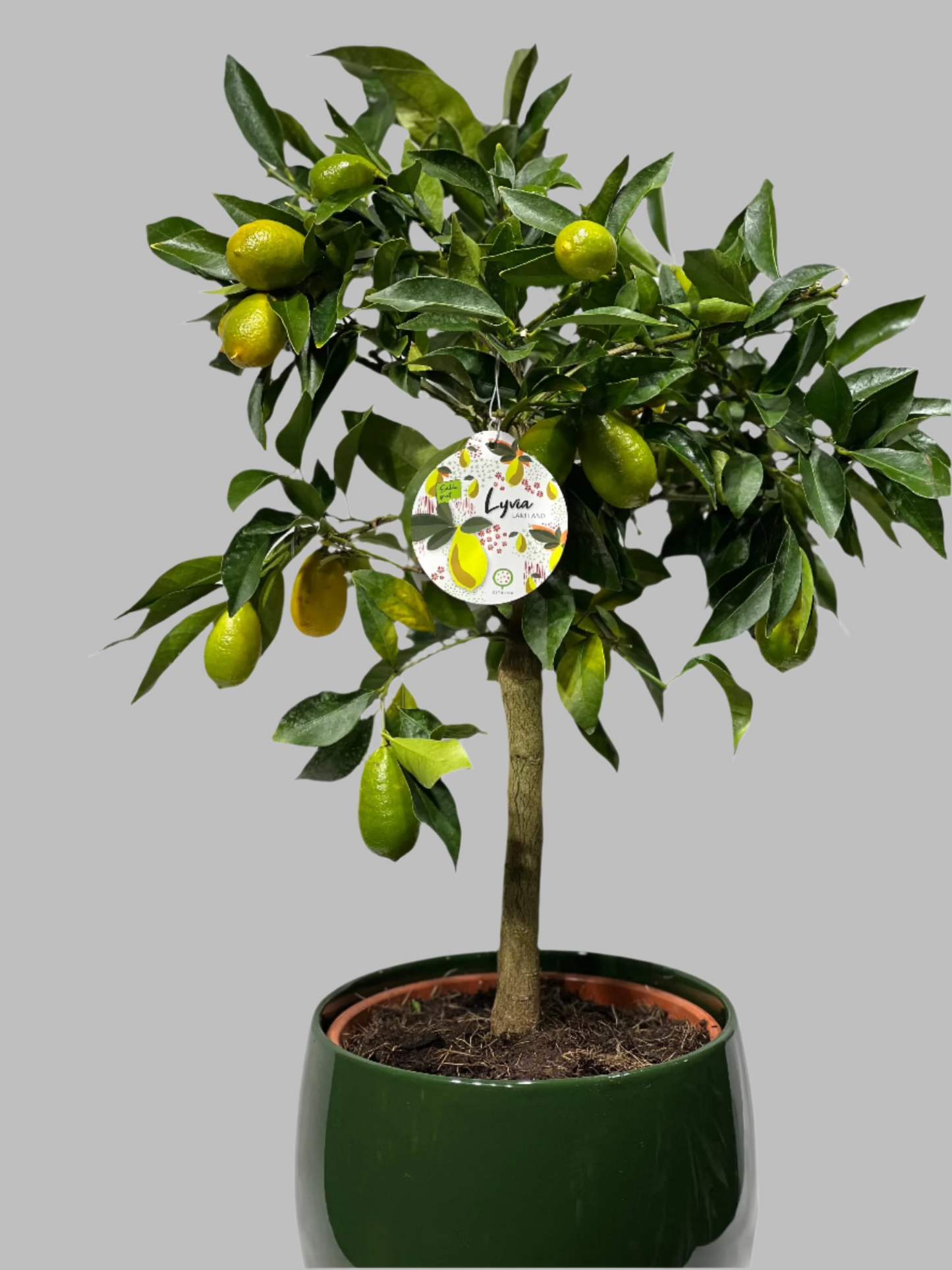 Citrusaugļu kociņš (50-70cm)