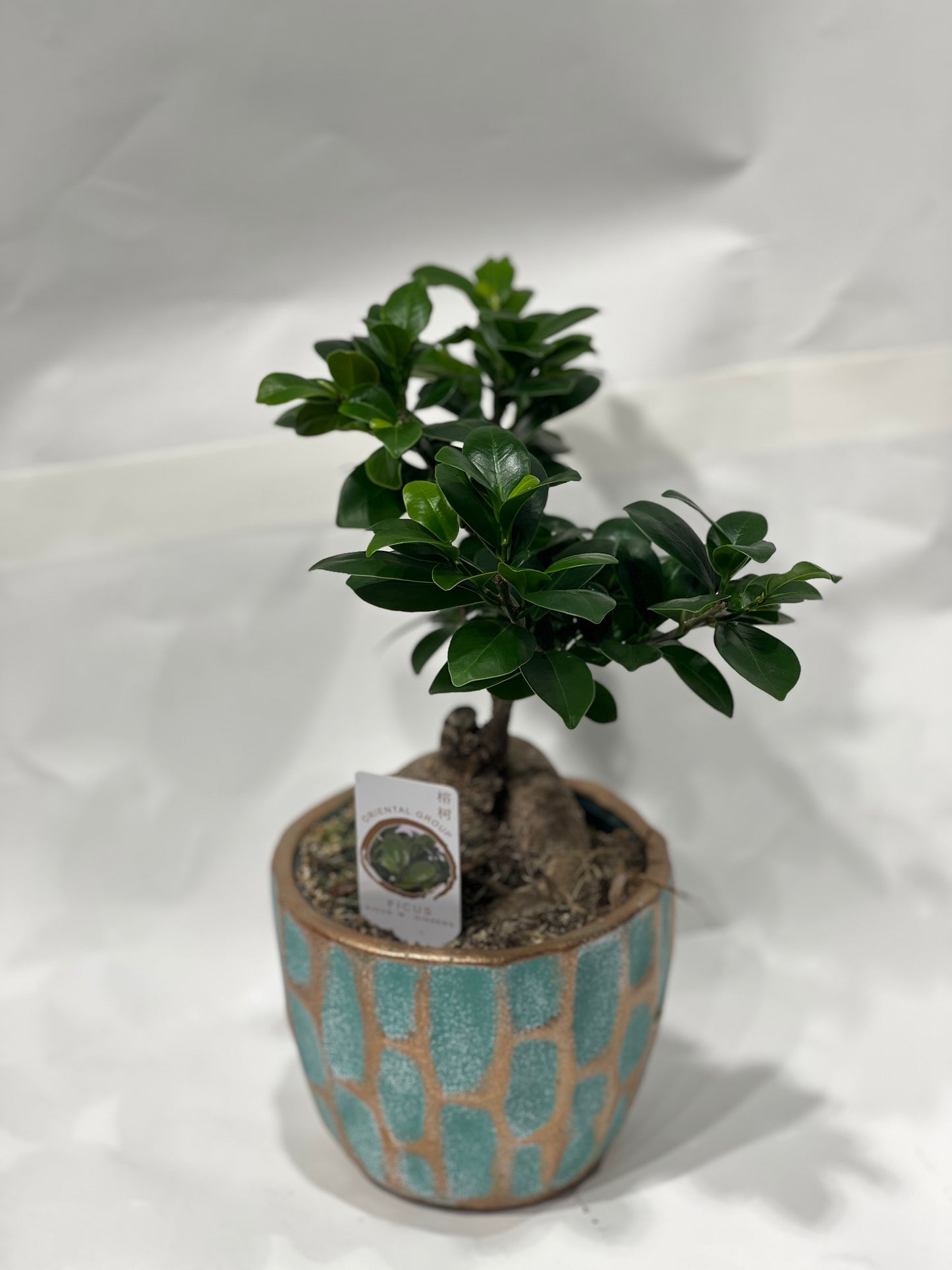 Ficus žeņšeņa bonsai dekoratīvā podiņā