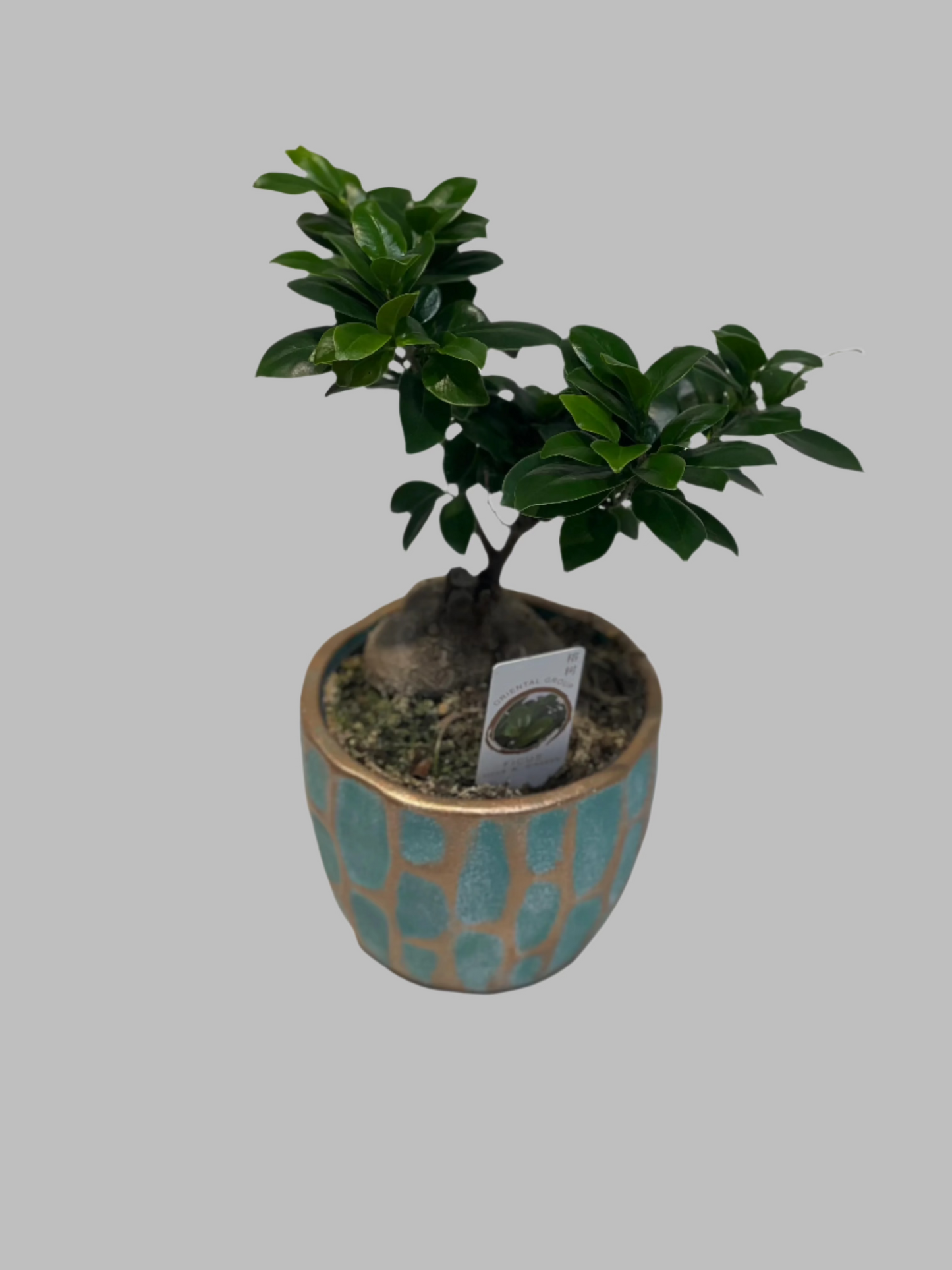 Ficus žeņšeņa bonsai dekoratīvā podiņā