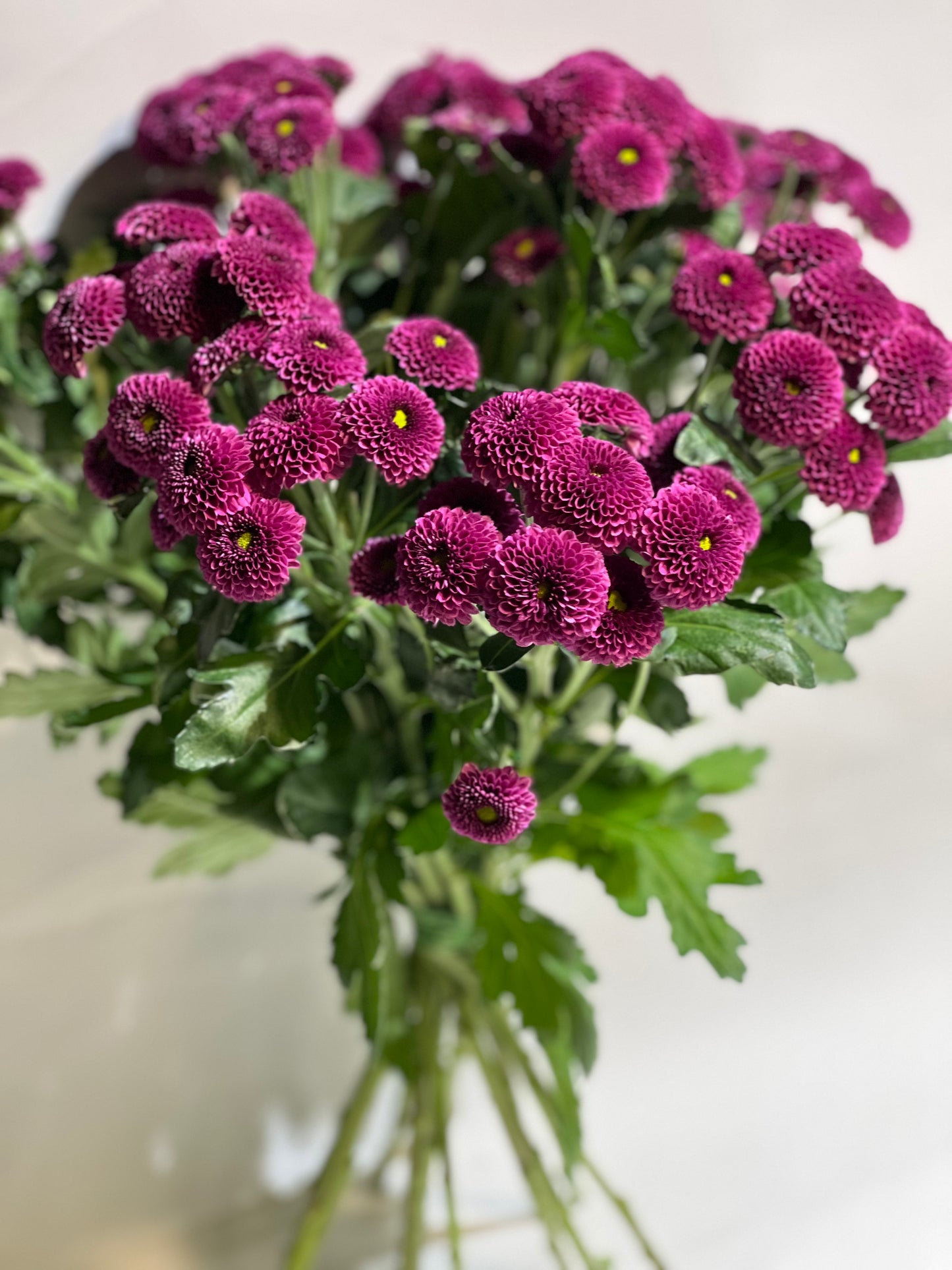 Purple chrysanthemum
