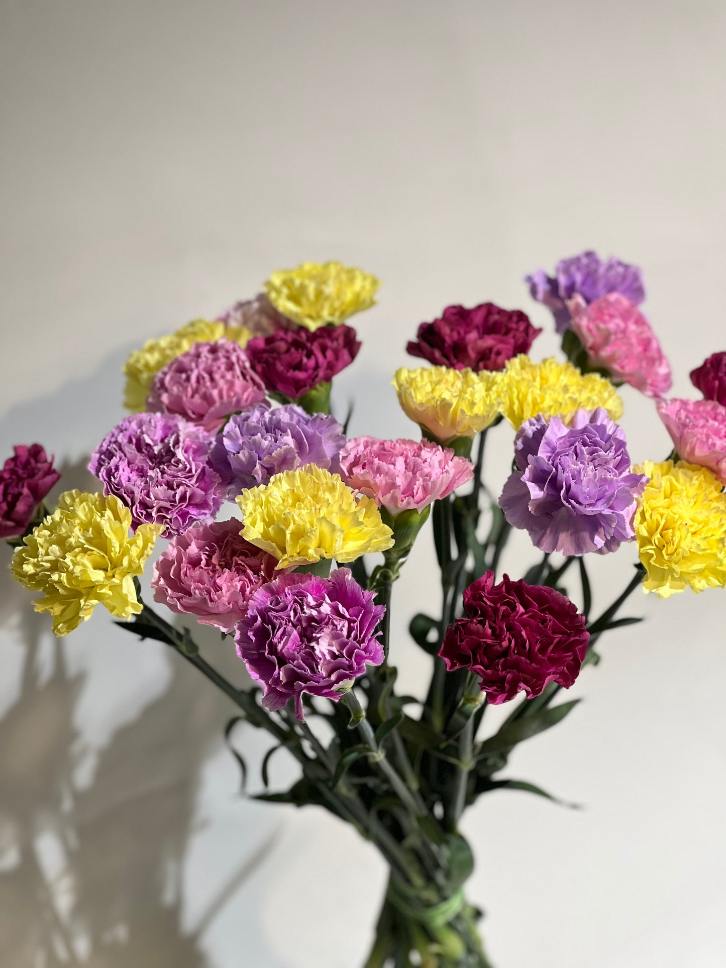 Mixed colour carnations