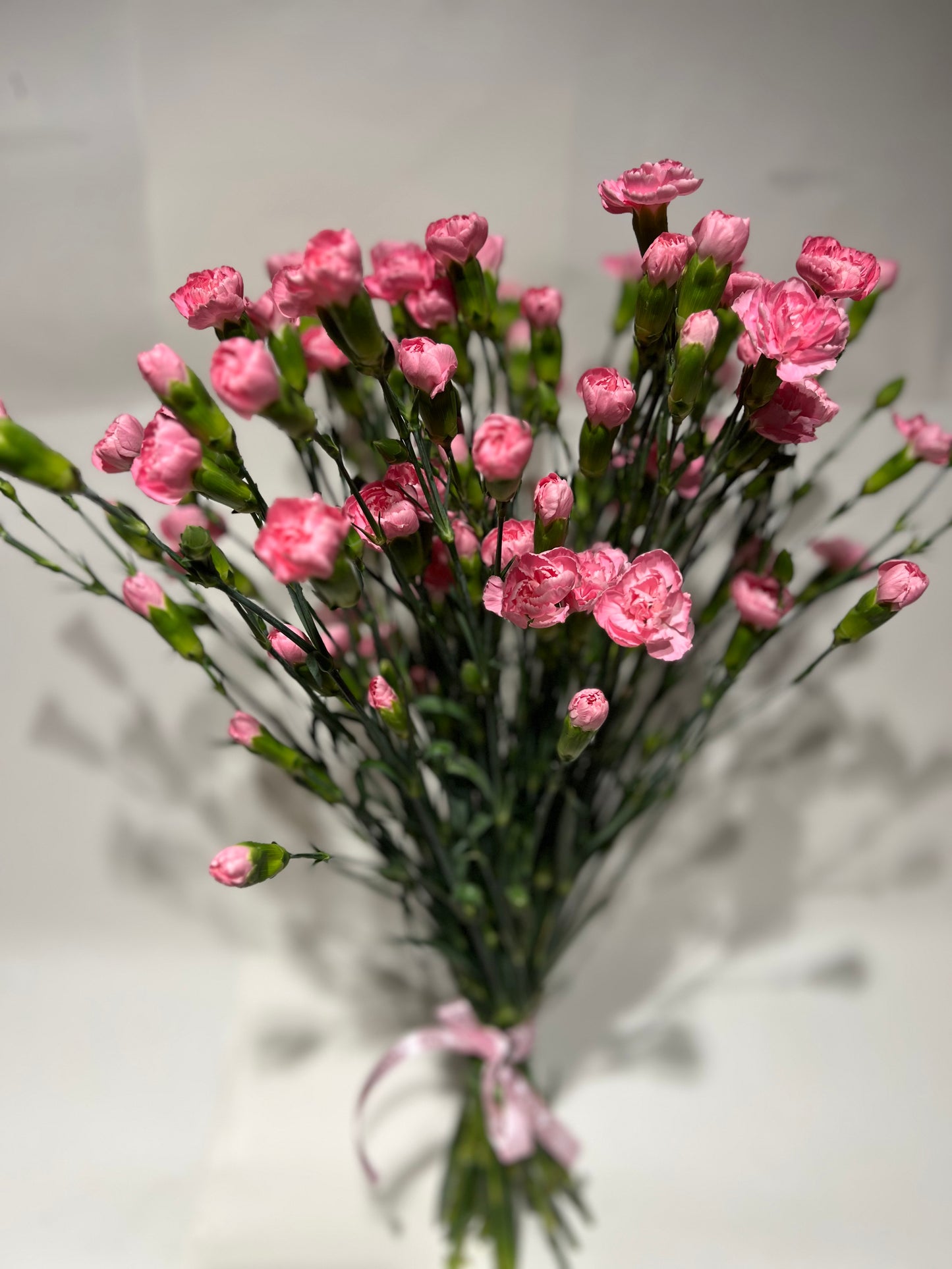 Pink spray carnations