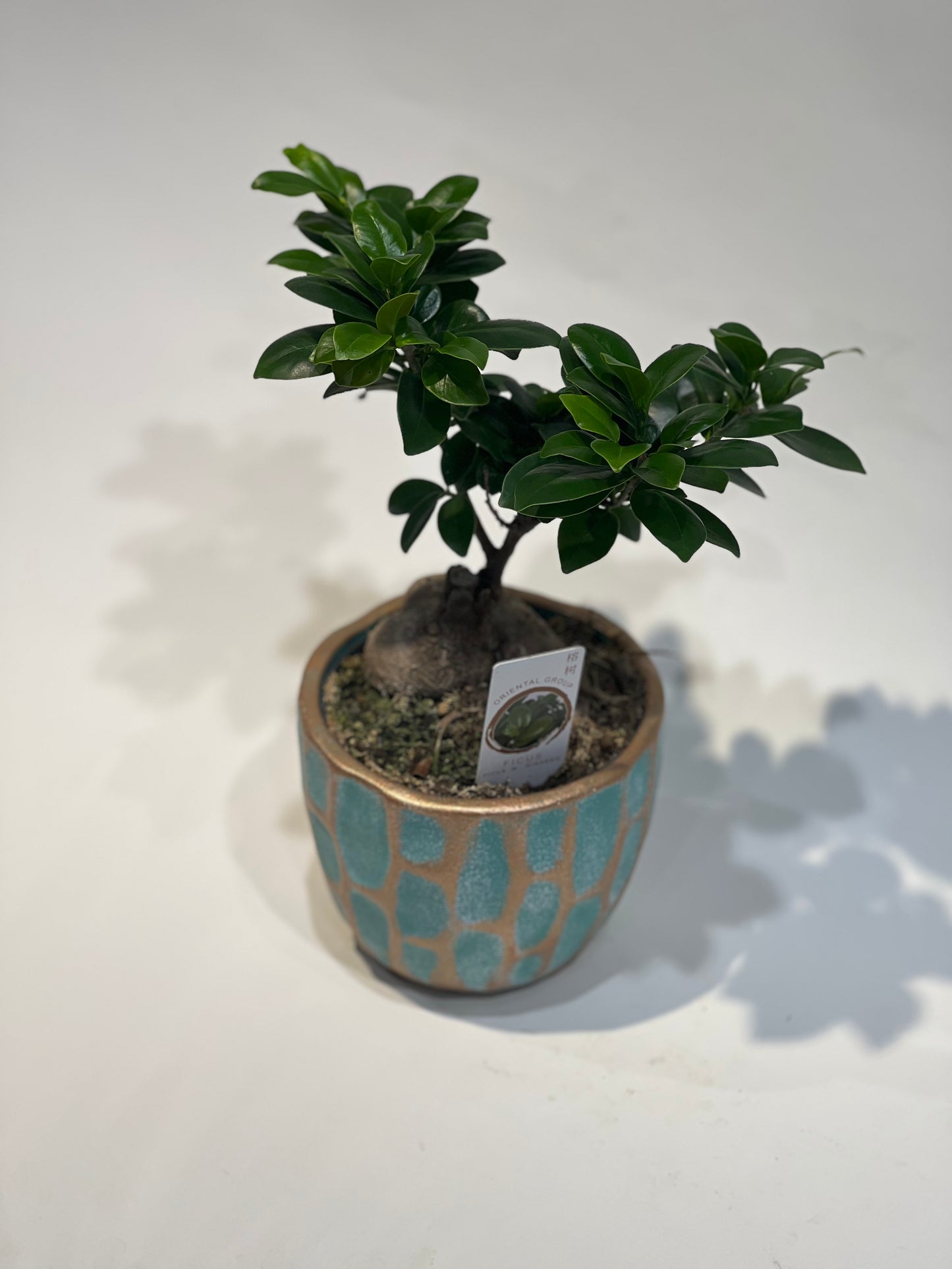 Ficus žeņšeņa bonsai dekoratīvā podiņā