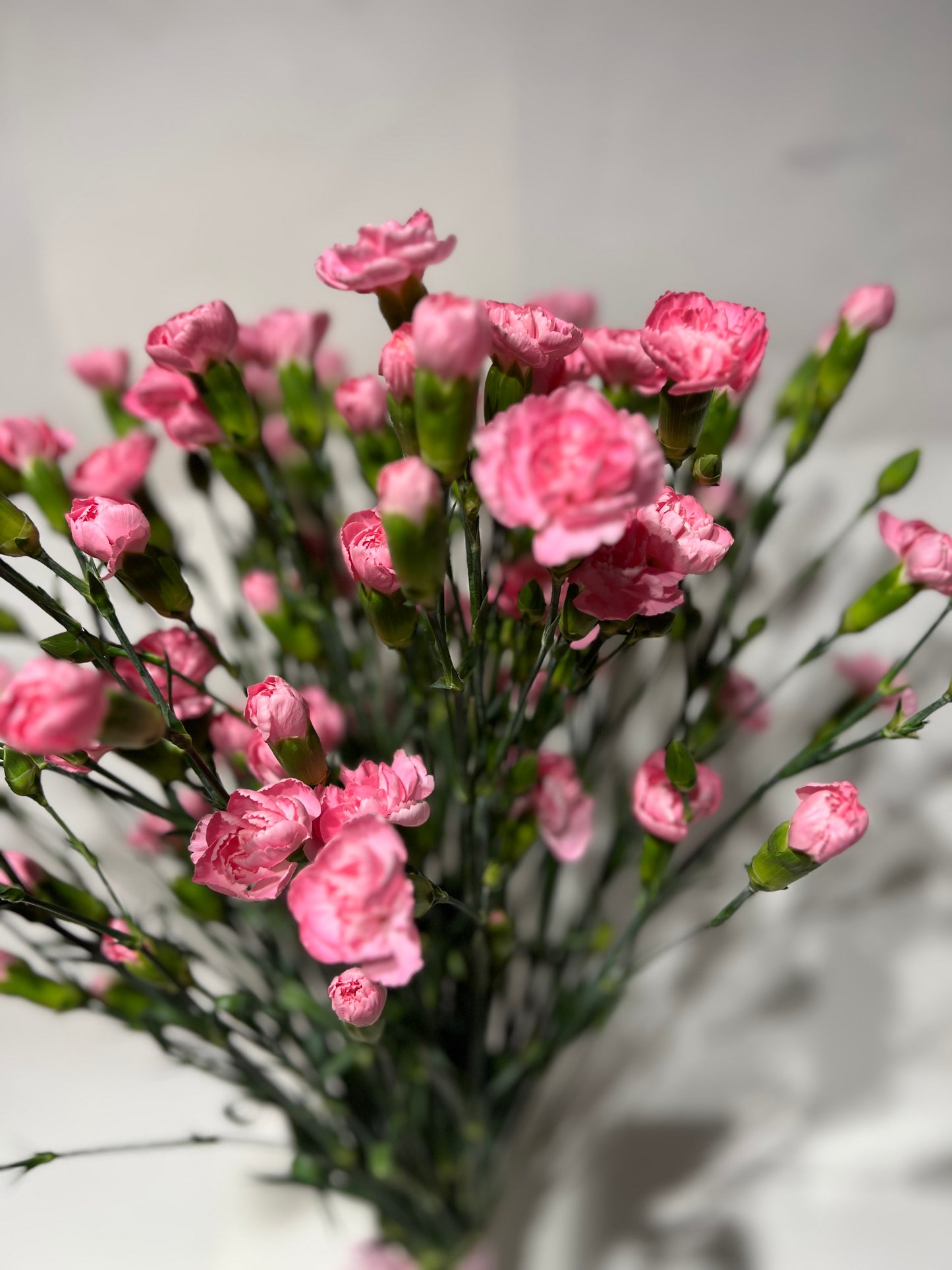 Pink spray carnations
