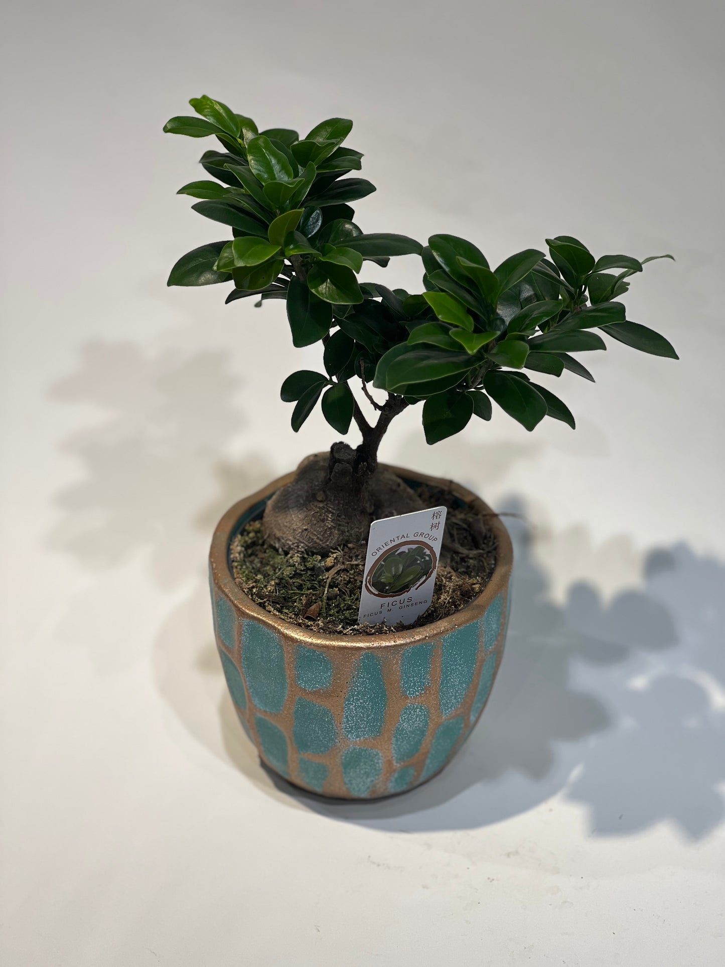 Ficus žeņšeņa bonsai dekoratīvā podiņā