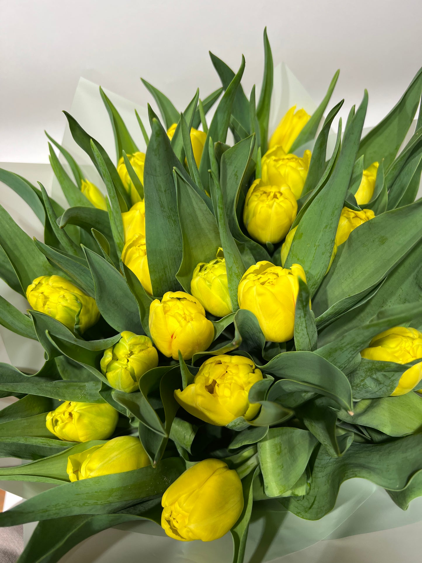 Dzeltenas tulpes ar pildītiem ziediem