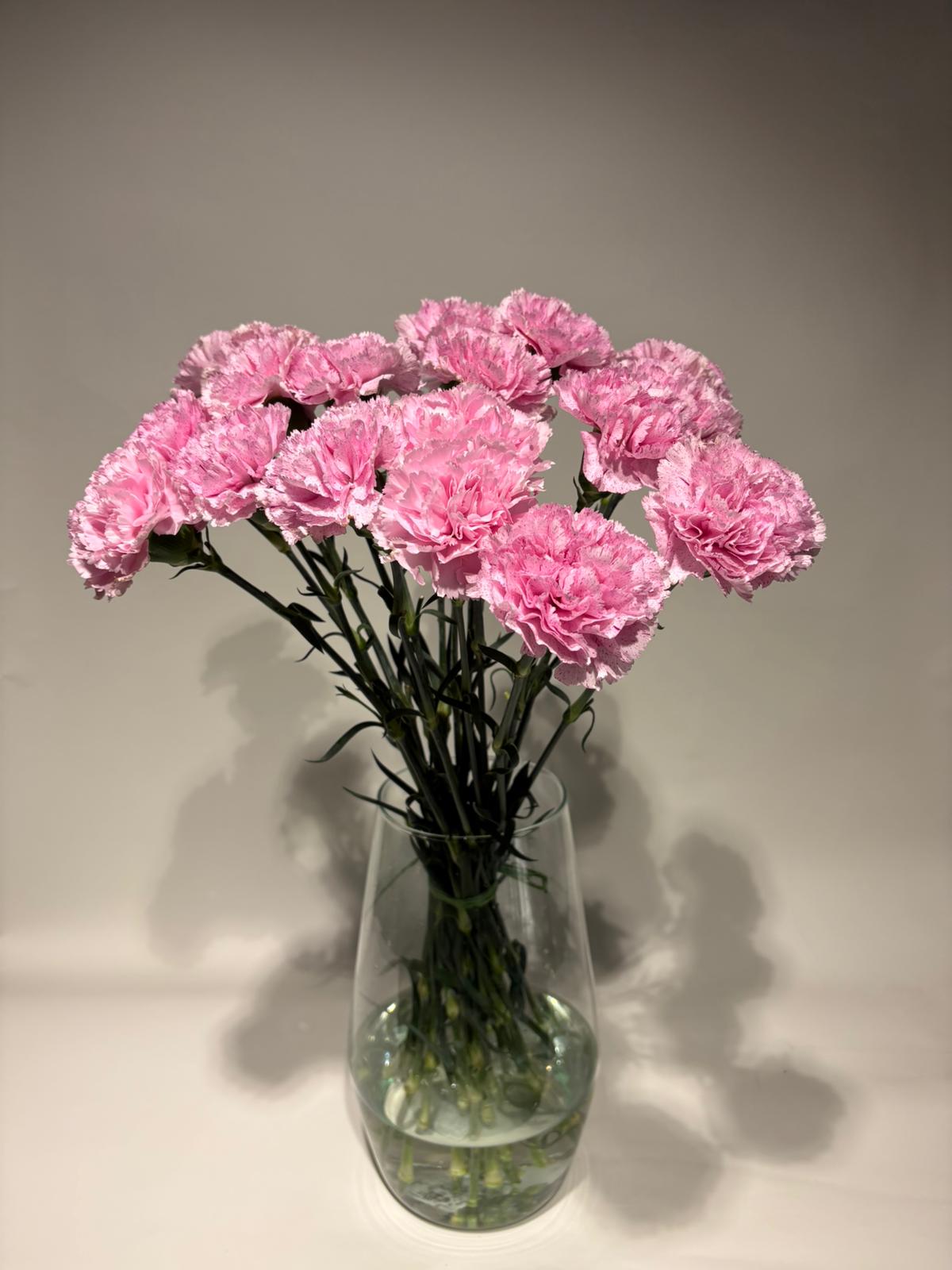 Pink carnations
