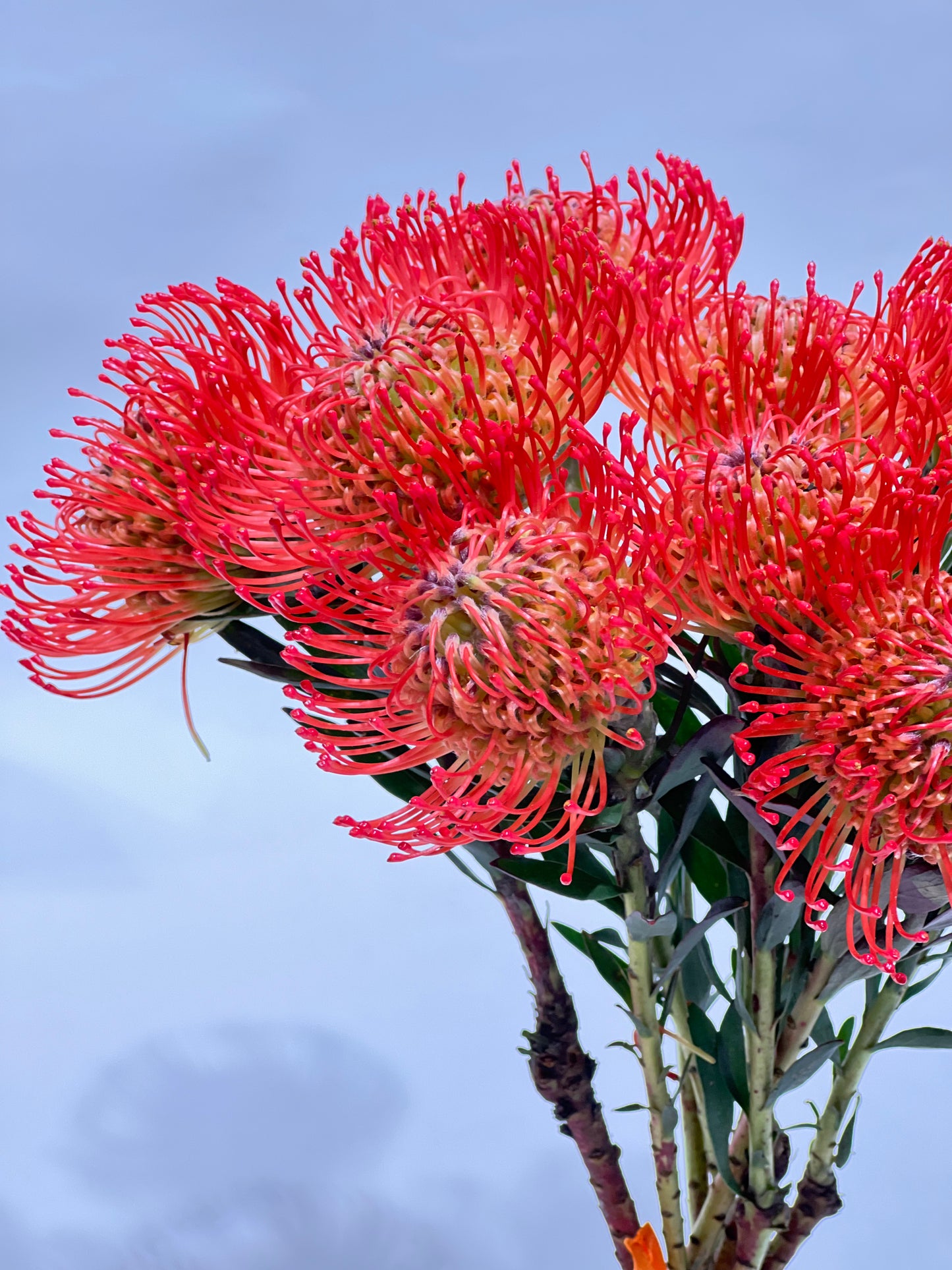 PINCUSHION PROTEA