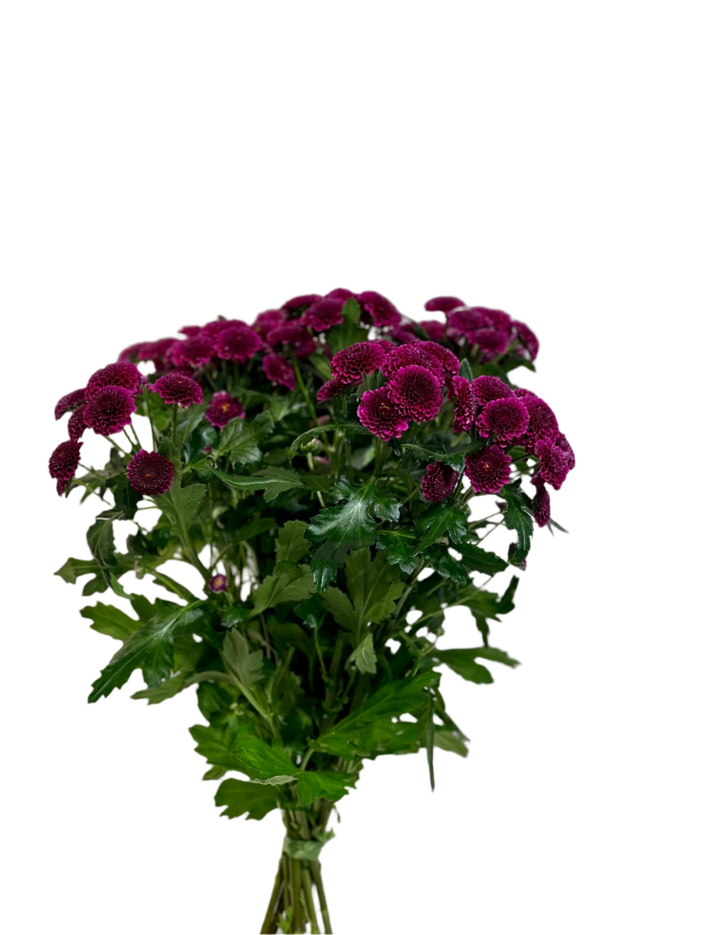 Purple chrysanthemum
