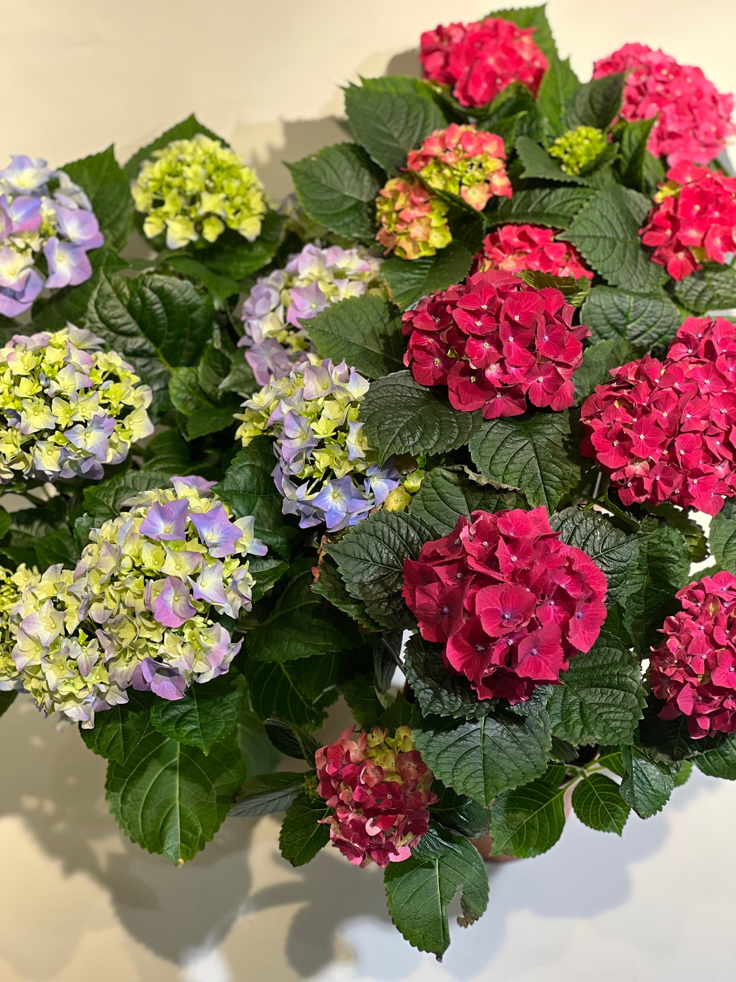 Hortenzijas mix krāsas