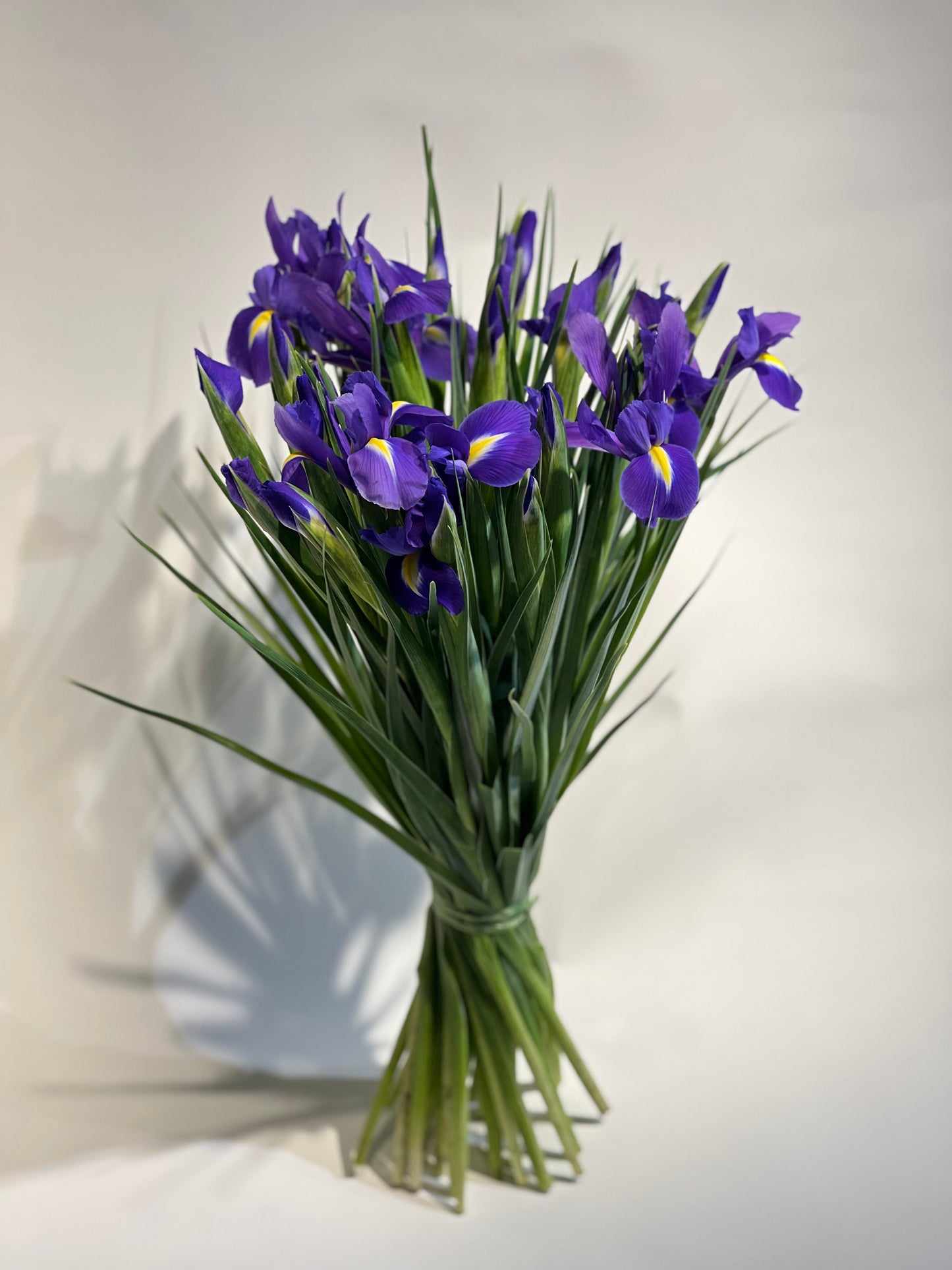 Iris blue