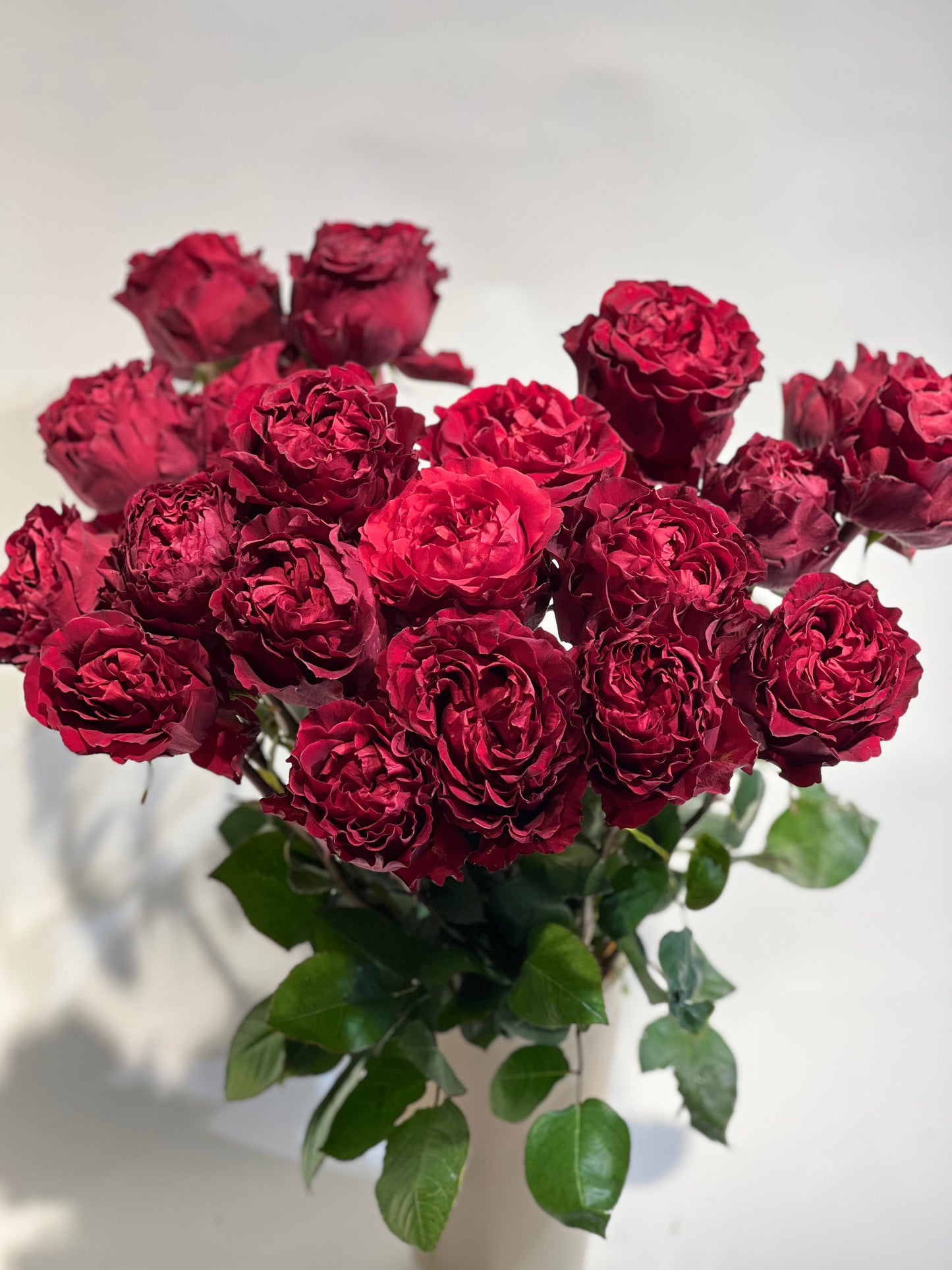 Ekvadoras rozes Sarkanas 50 cm