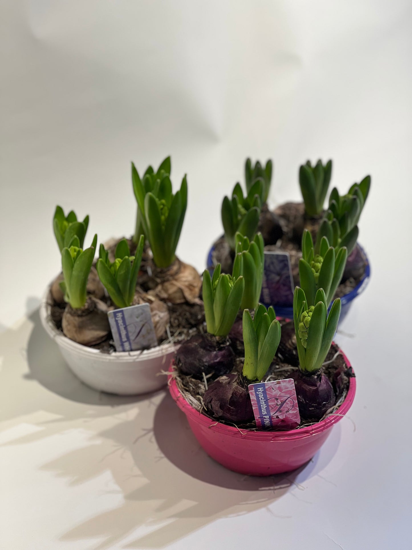 Hiacintes mix 5 sīpoli