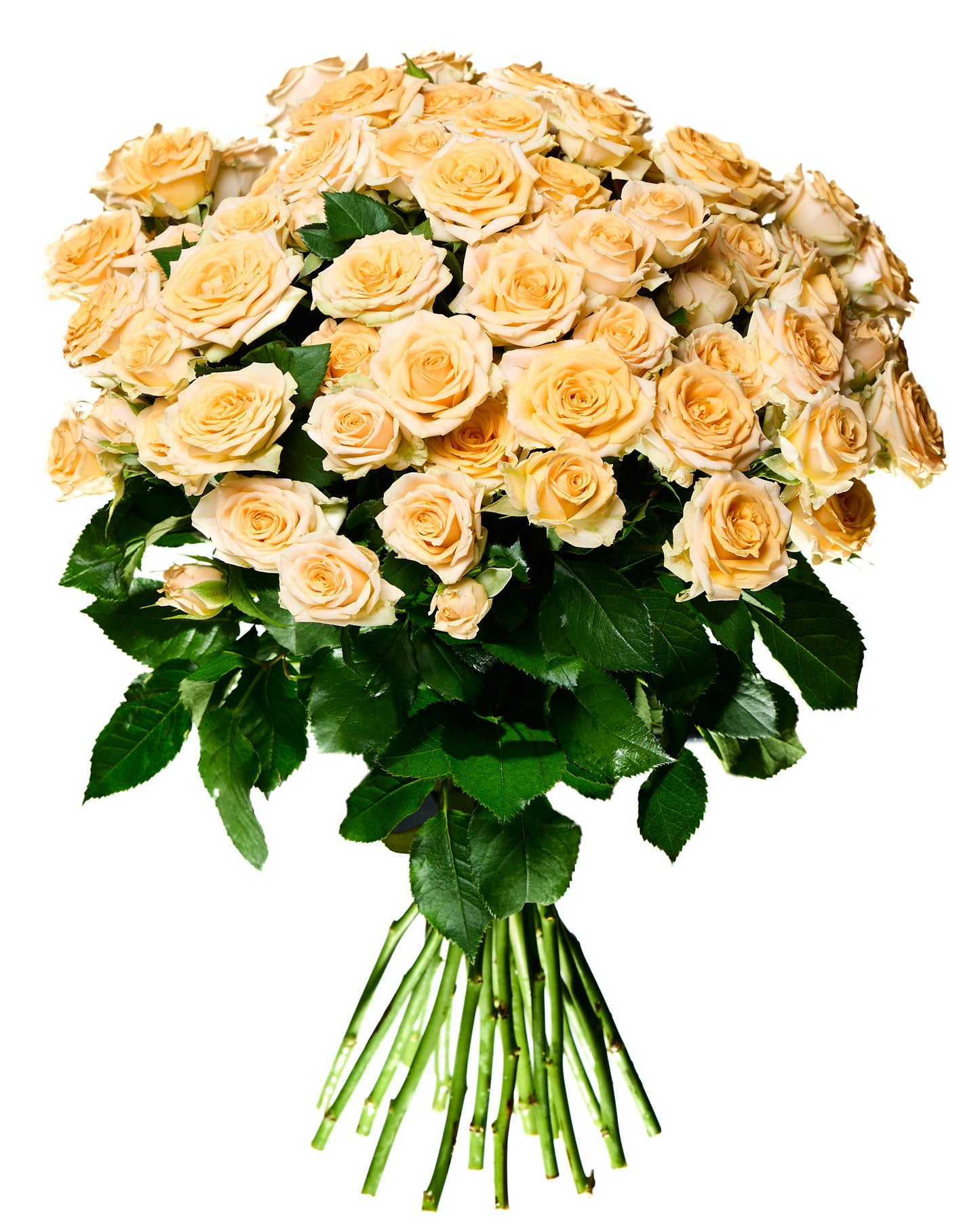 Krēmkrāsas krūmu rozes