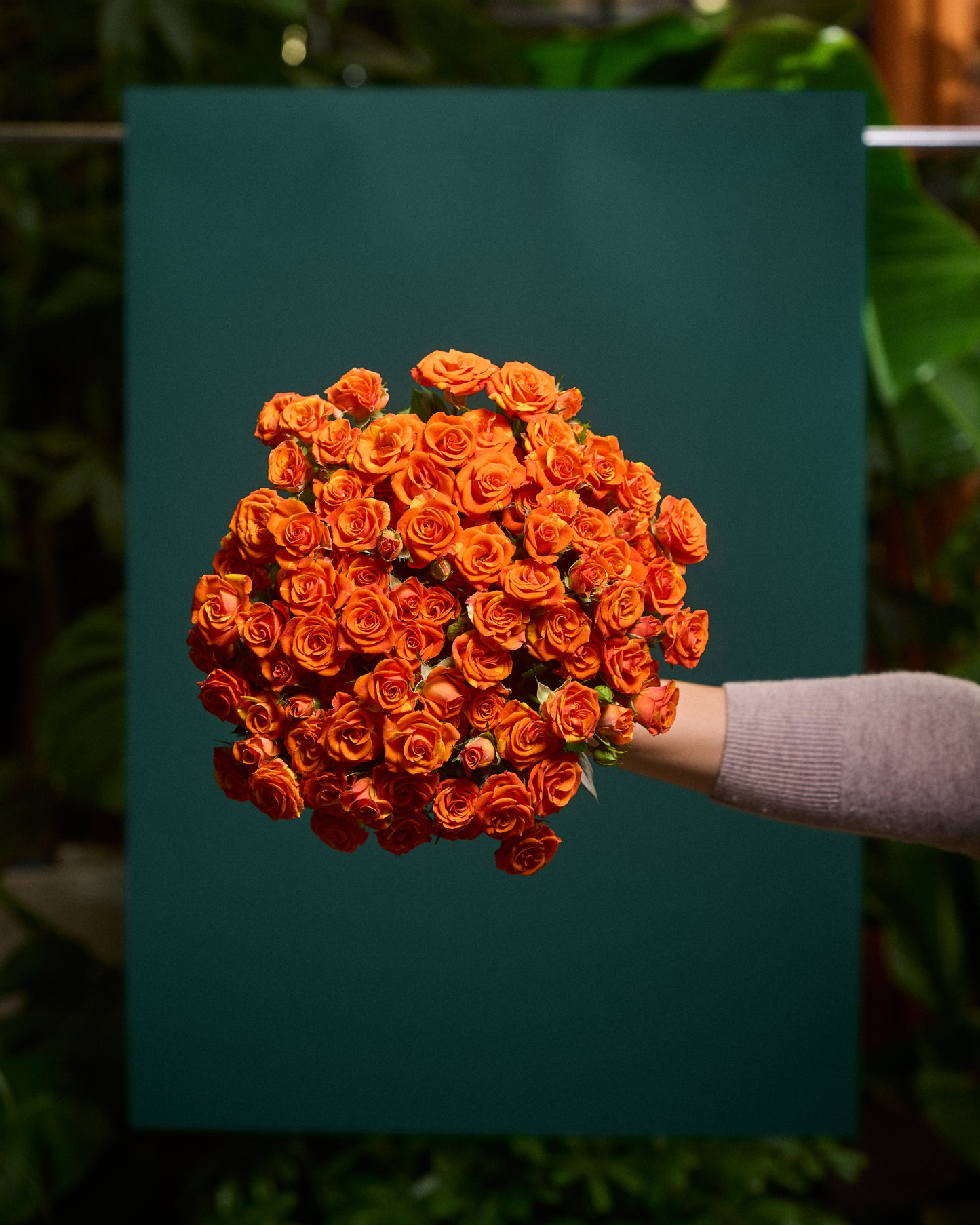 Oranžas krūmu rozes L40
