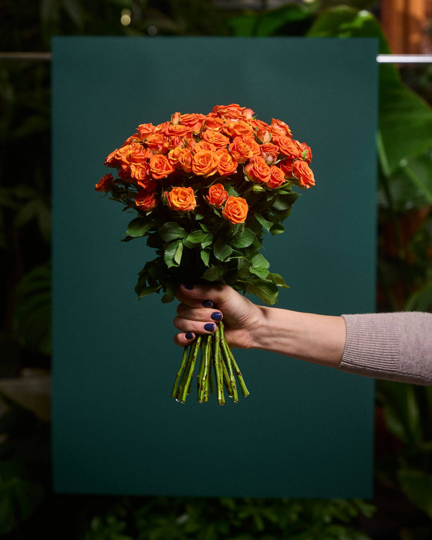 Oranžas krūmu rozes L40