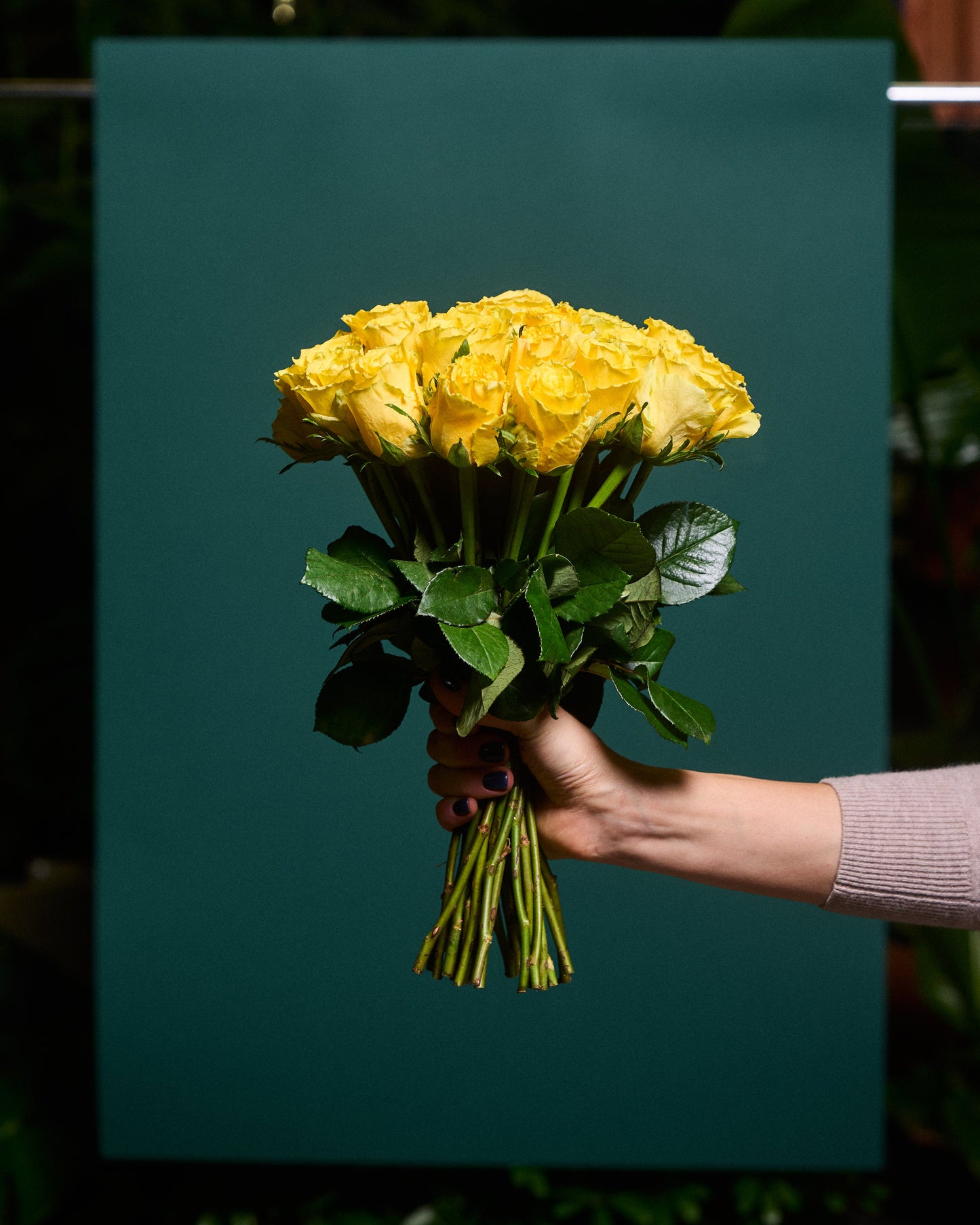 Dzeltenas rozes 50 - 60 cm
