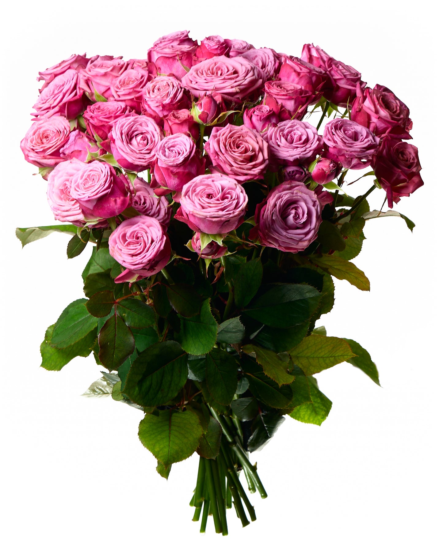 Violetas krūmu rozes