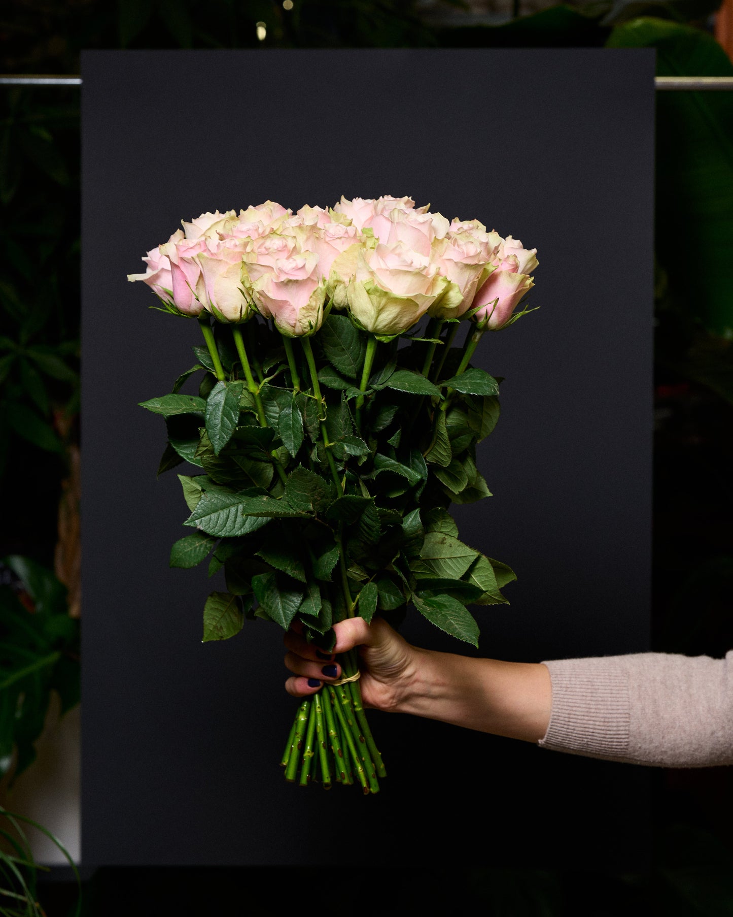 Gaiši rozā rozes 50 - 60 cm