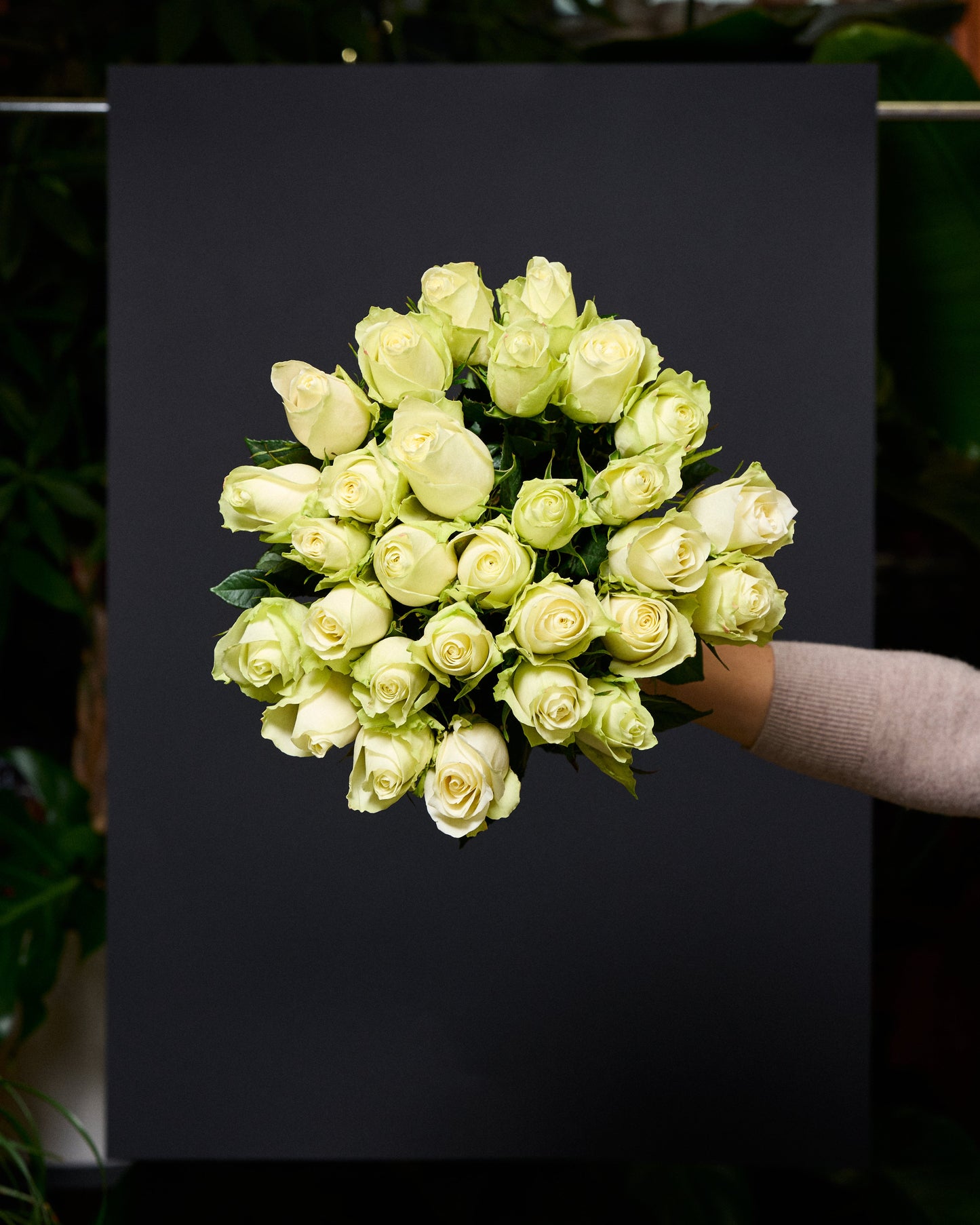 Baltas rozes 30 - 40 cm