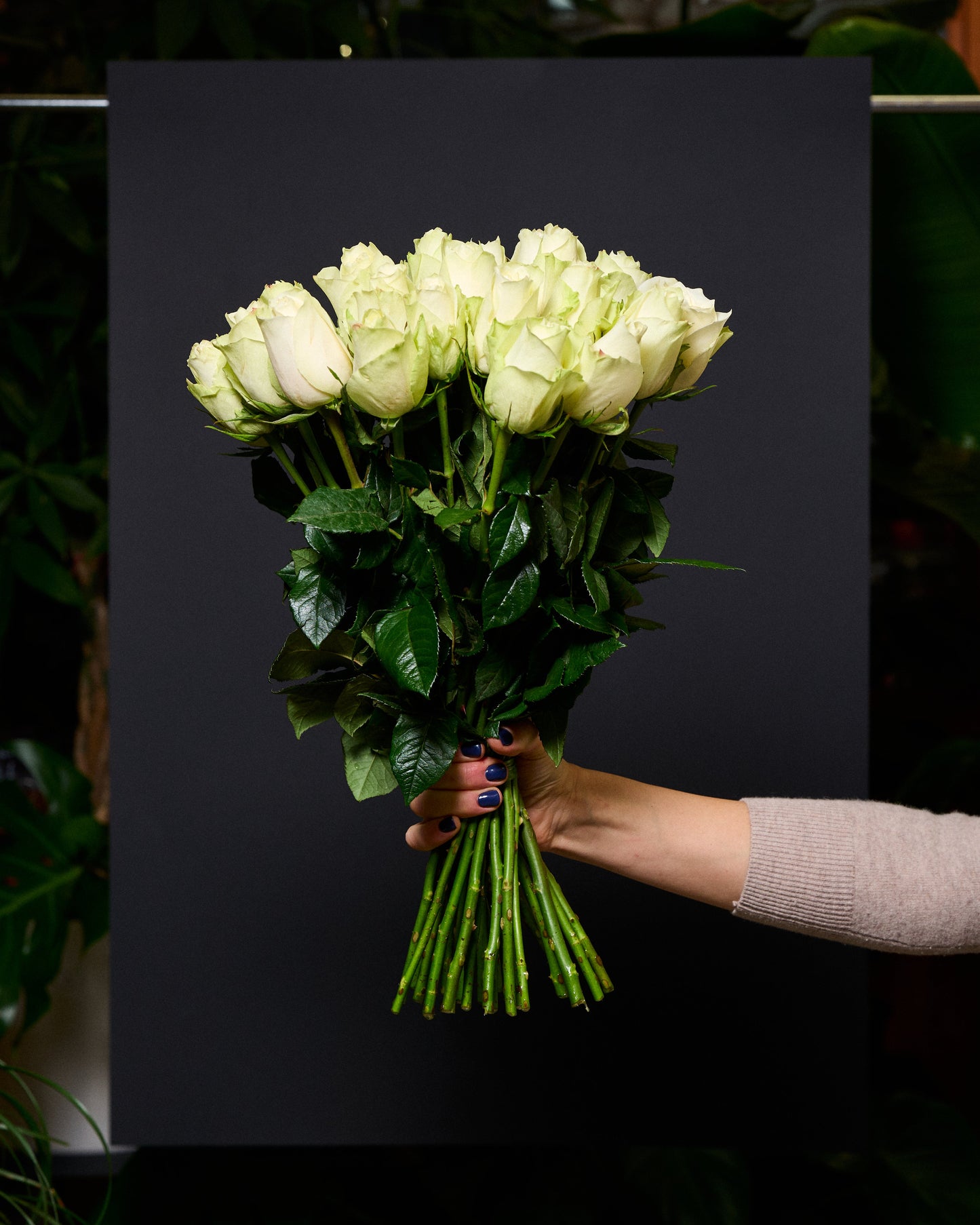Baltas rozes 30 - 40 cm