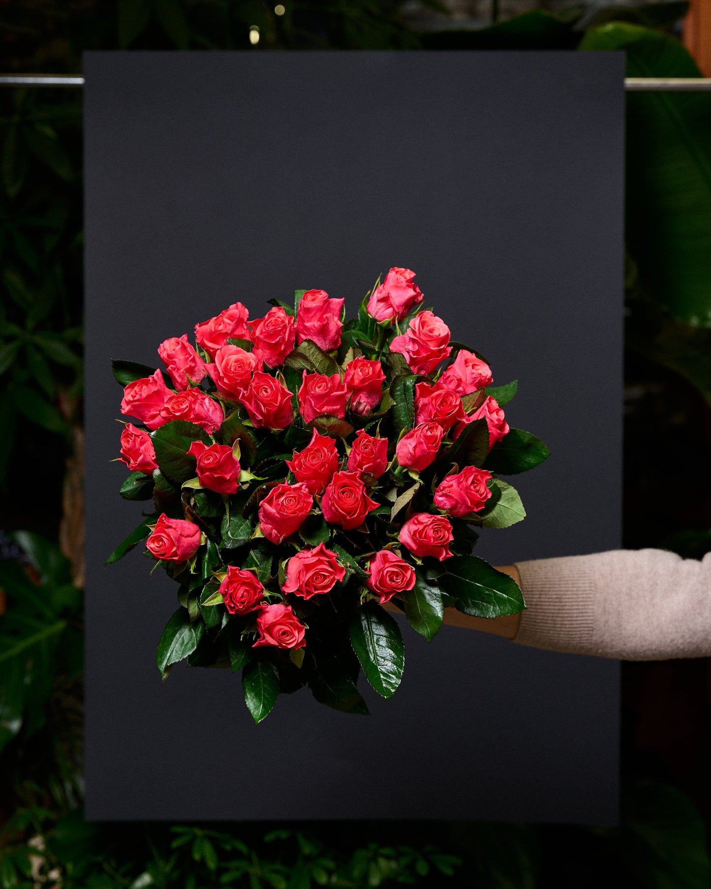 Tumši rozā rozes 50 - 60 cm