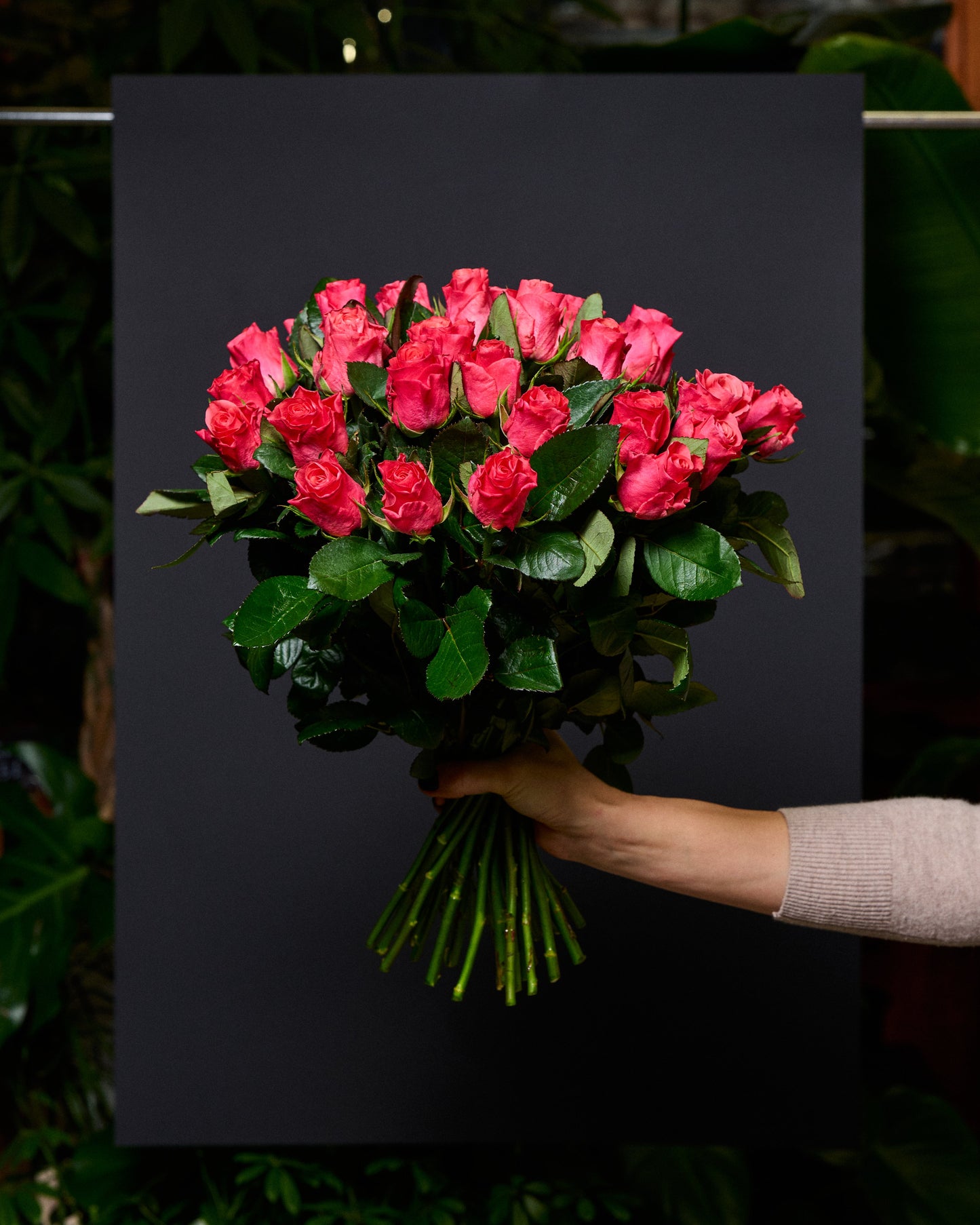 Tumši rozā rozes 50 - 60 cm