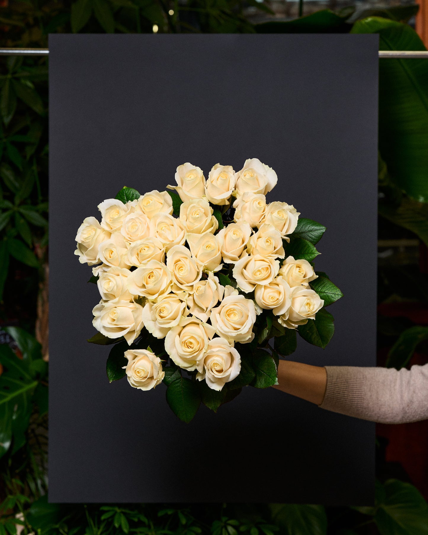 Krēmkrāsas rozes 50 - 60 cm