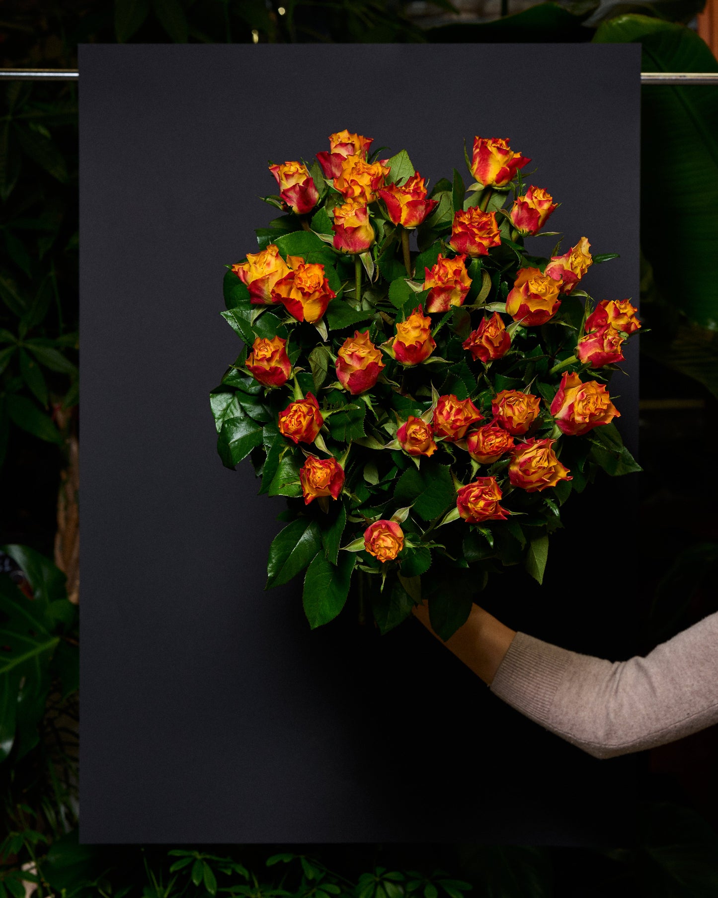 Flame roses 30-40cm