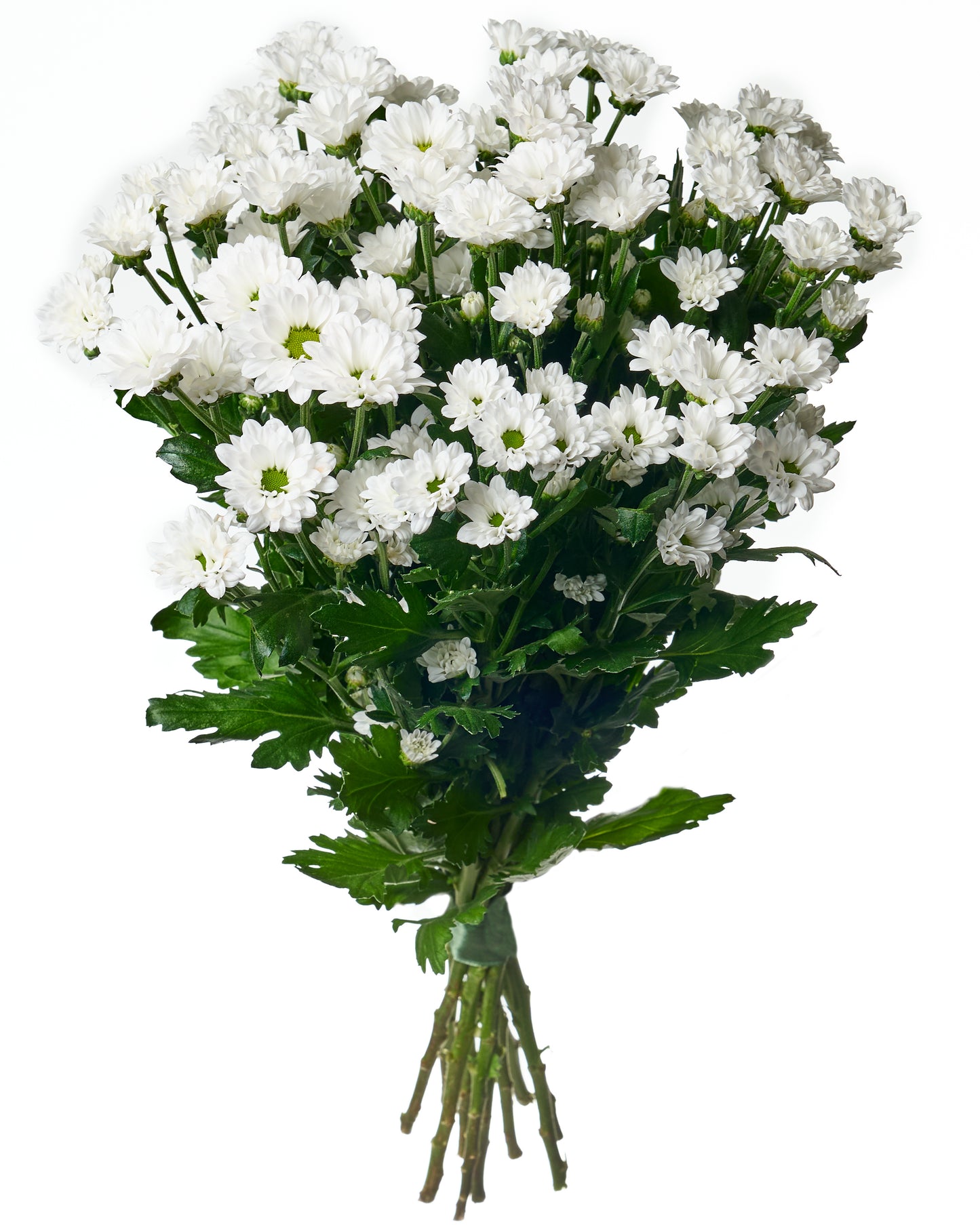 White daisy chrysanthemums