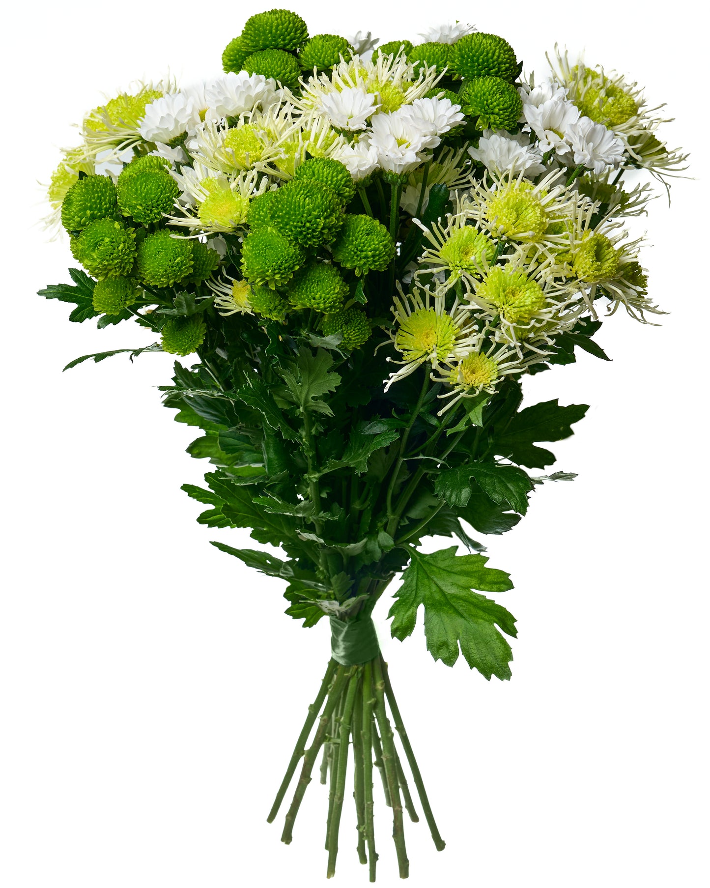 Mixed green chrysanthemums