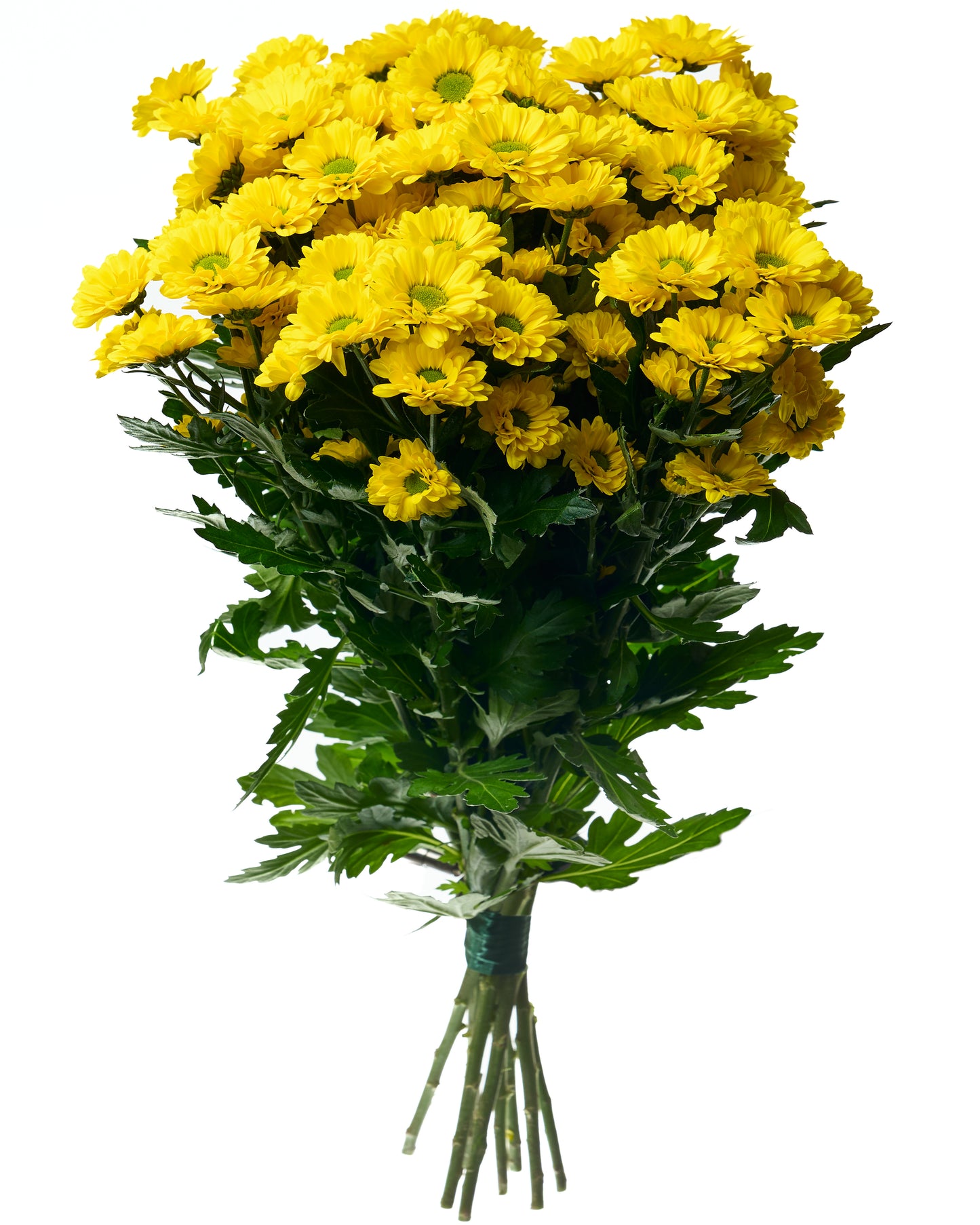 Yellow daisy chrysanthemums