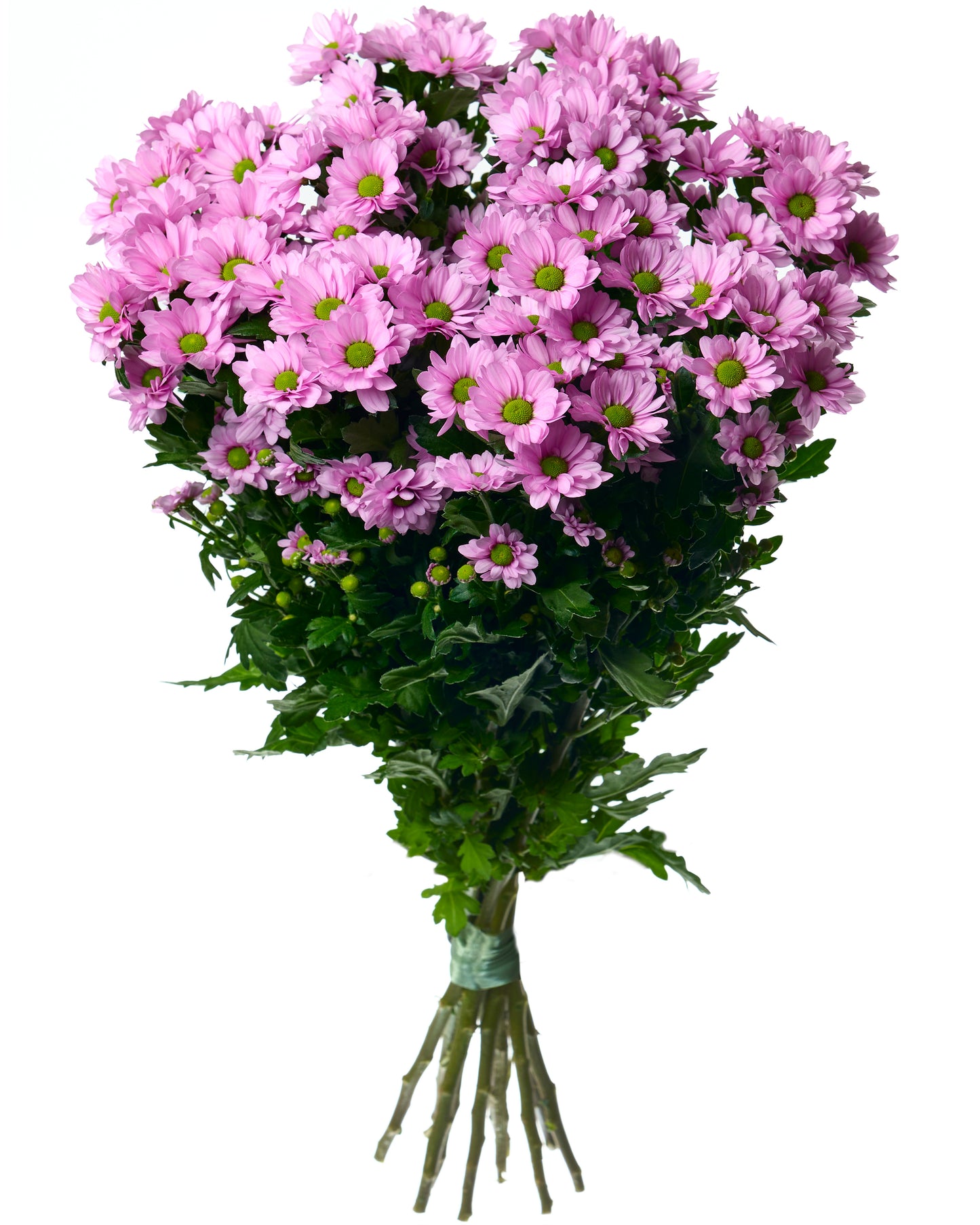 Pink daisy chrysanthemums