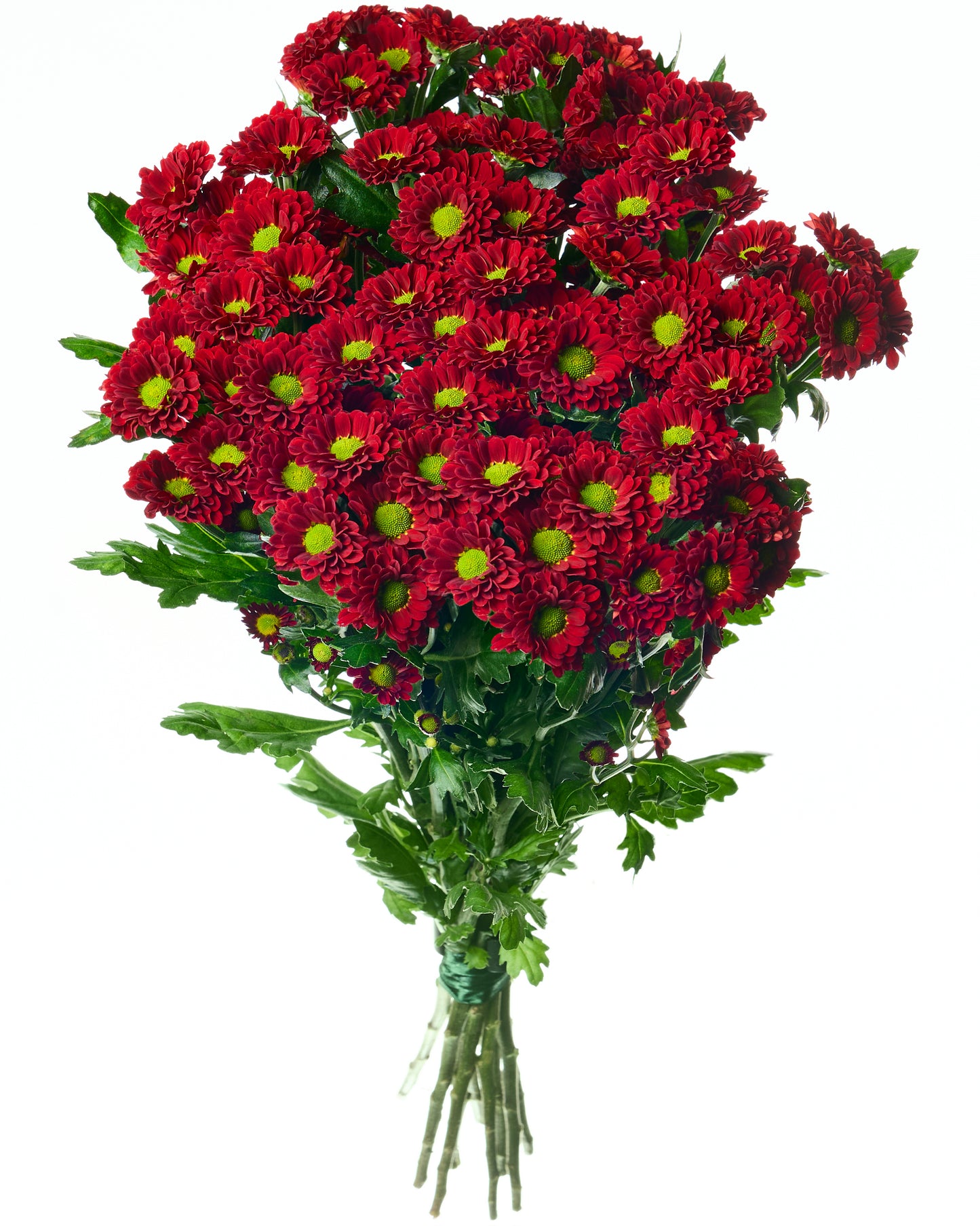 Bordo daisy chrysanthemums