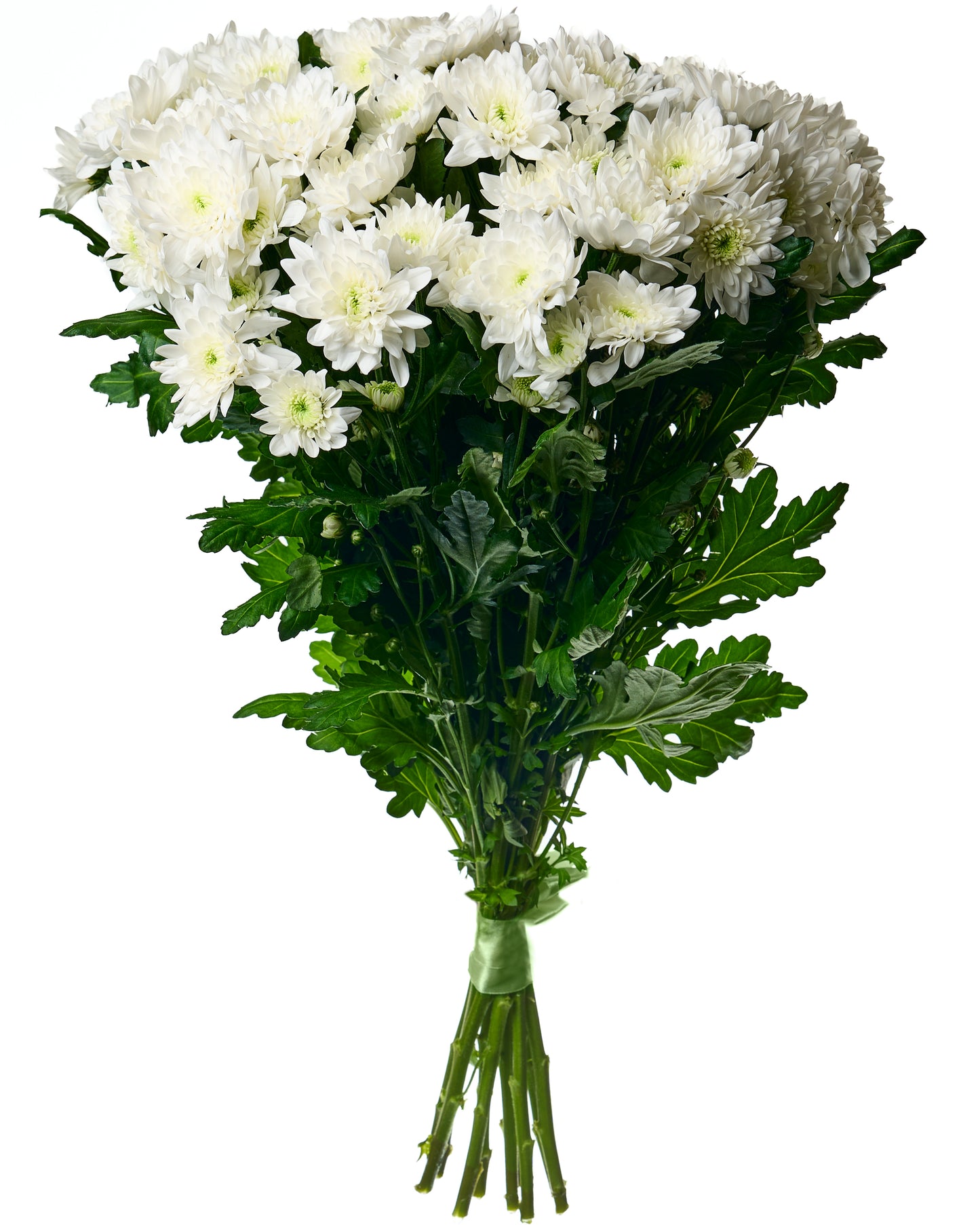 White chrysanthemum