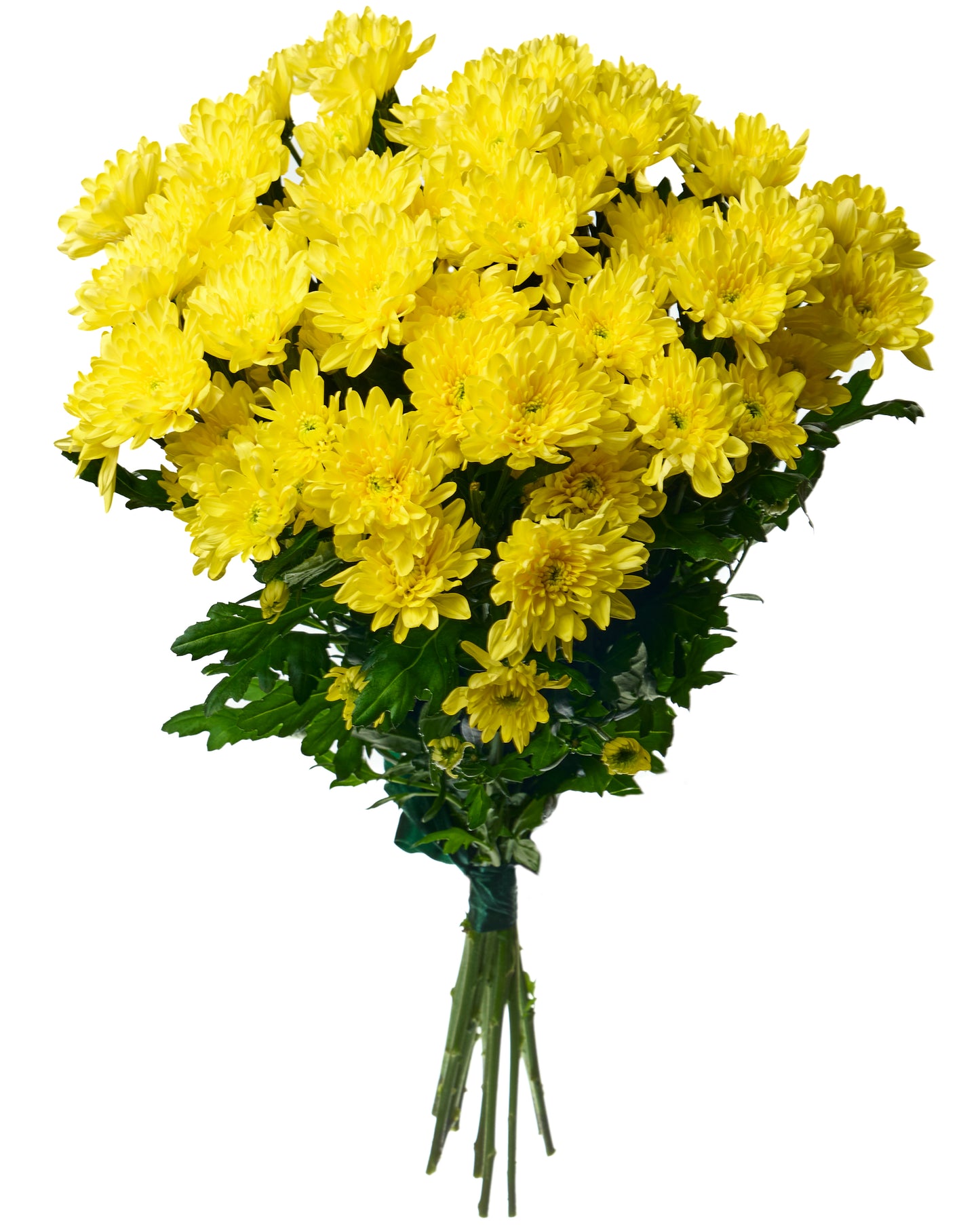 Yellow chrysanthemums