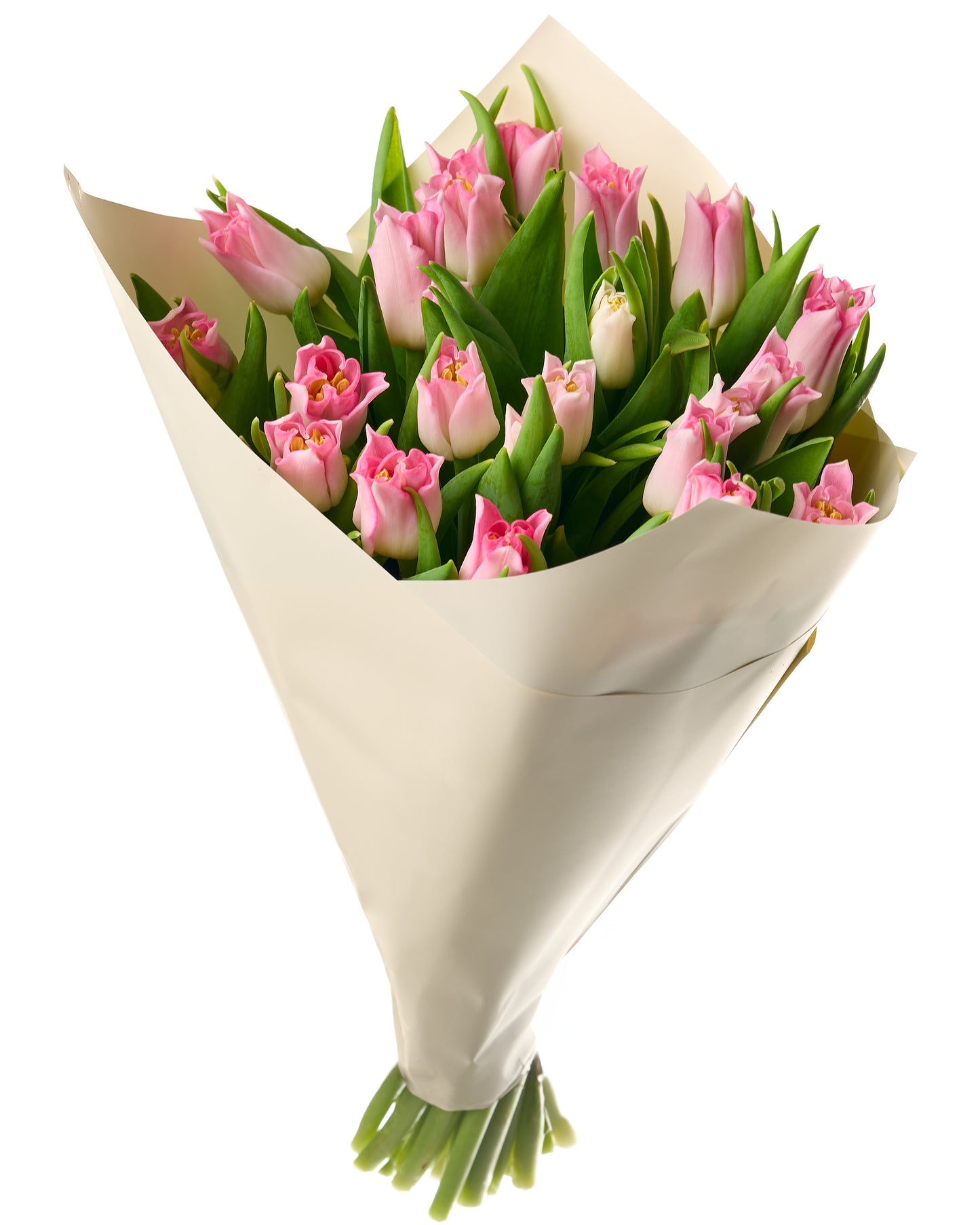 Rozā Crown Dinasty tulpes