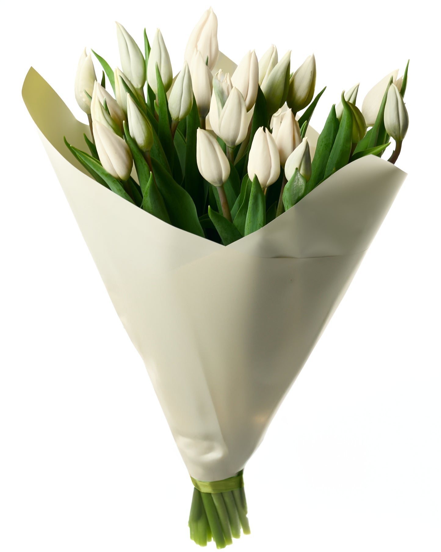 White tulips