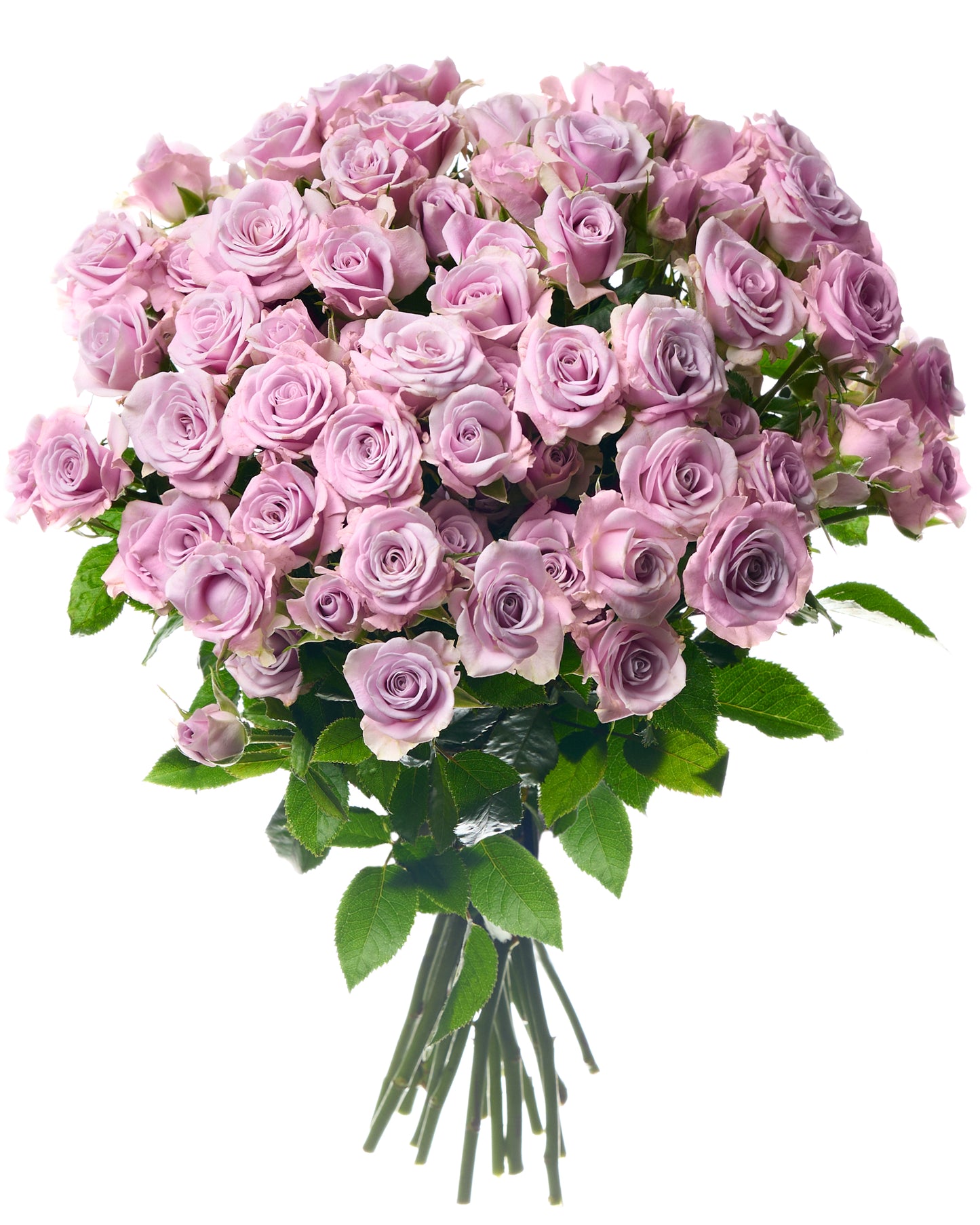 Gaiši violetas krūmu rozes L40